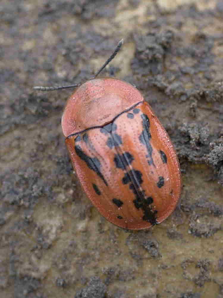 Afficher le média cassida_murraea1md cassida_murraea1md