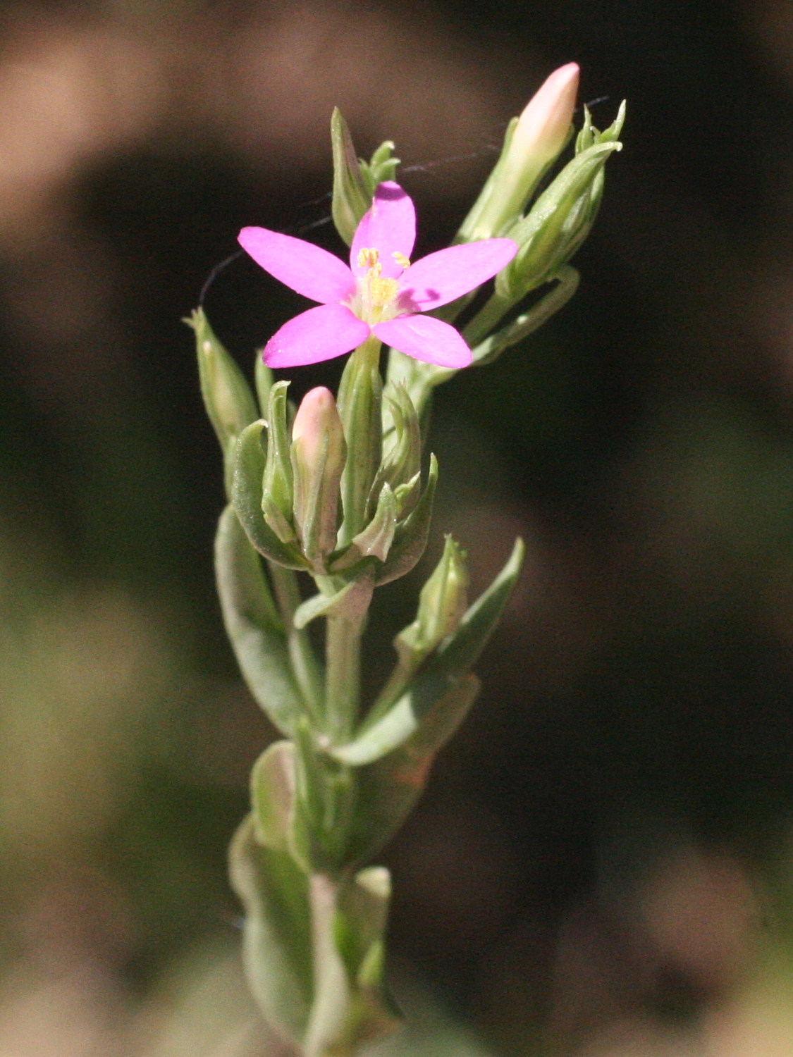 centaurium_erythraea7bmd