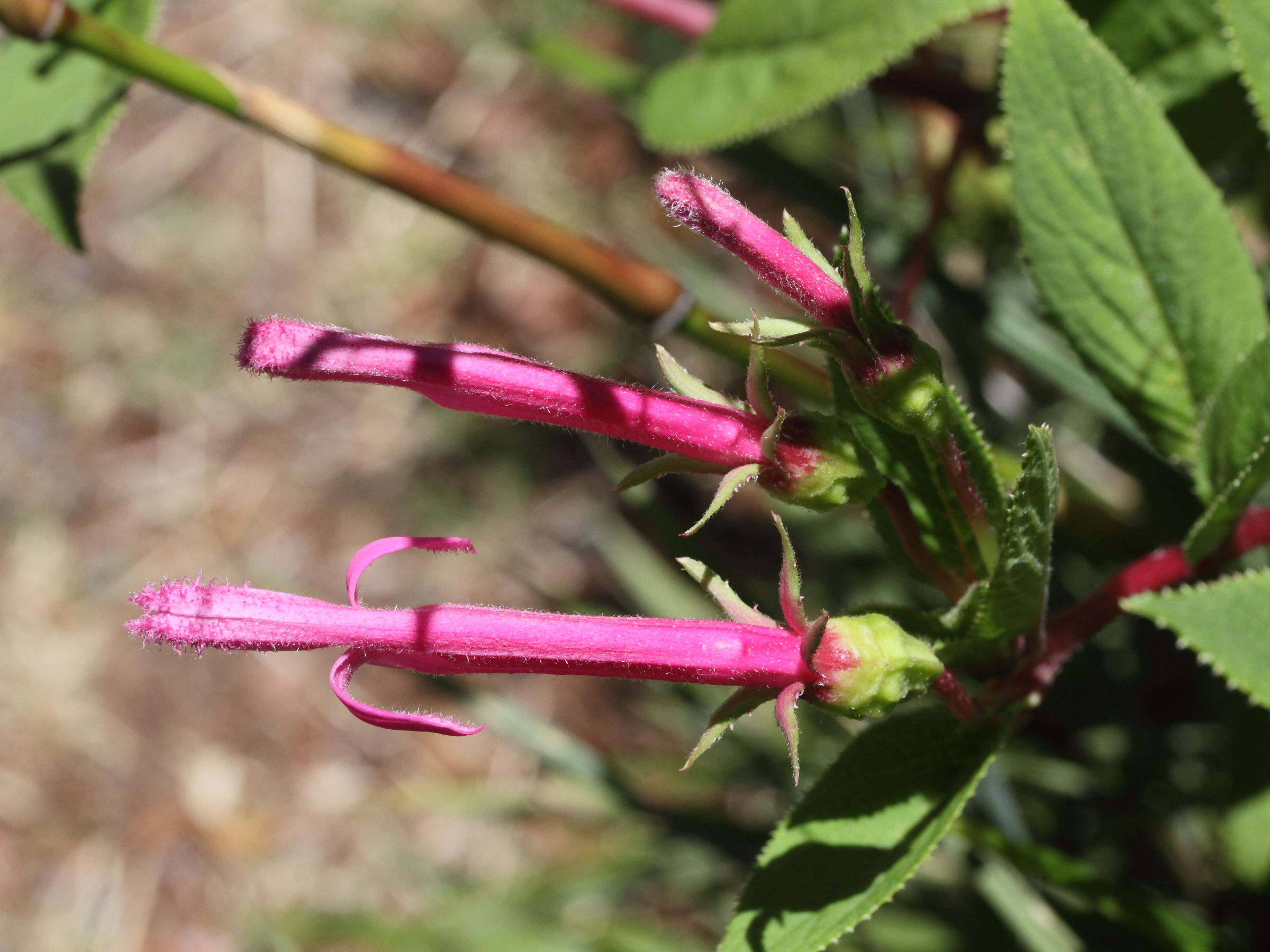 Afficher le média centropogon_gutierrezii3md centropogon_gutierrezii3md