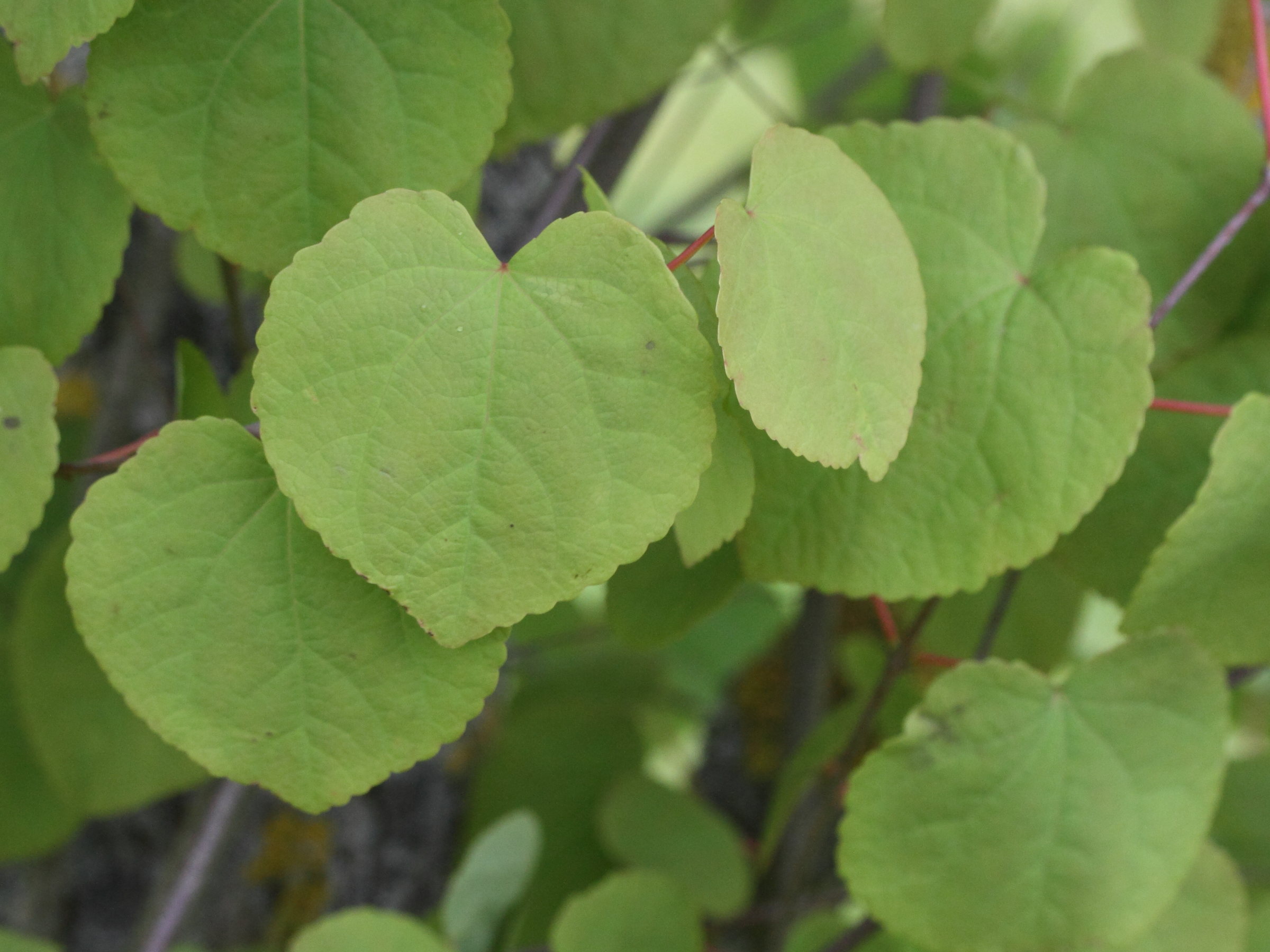 Afficher le média cercidiphyllum_japonicum4md cercidiphyllum_japonicum4md
