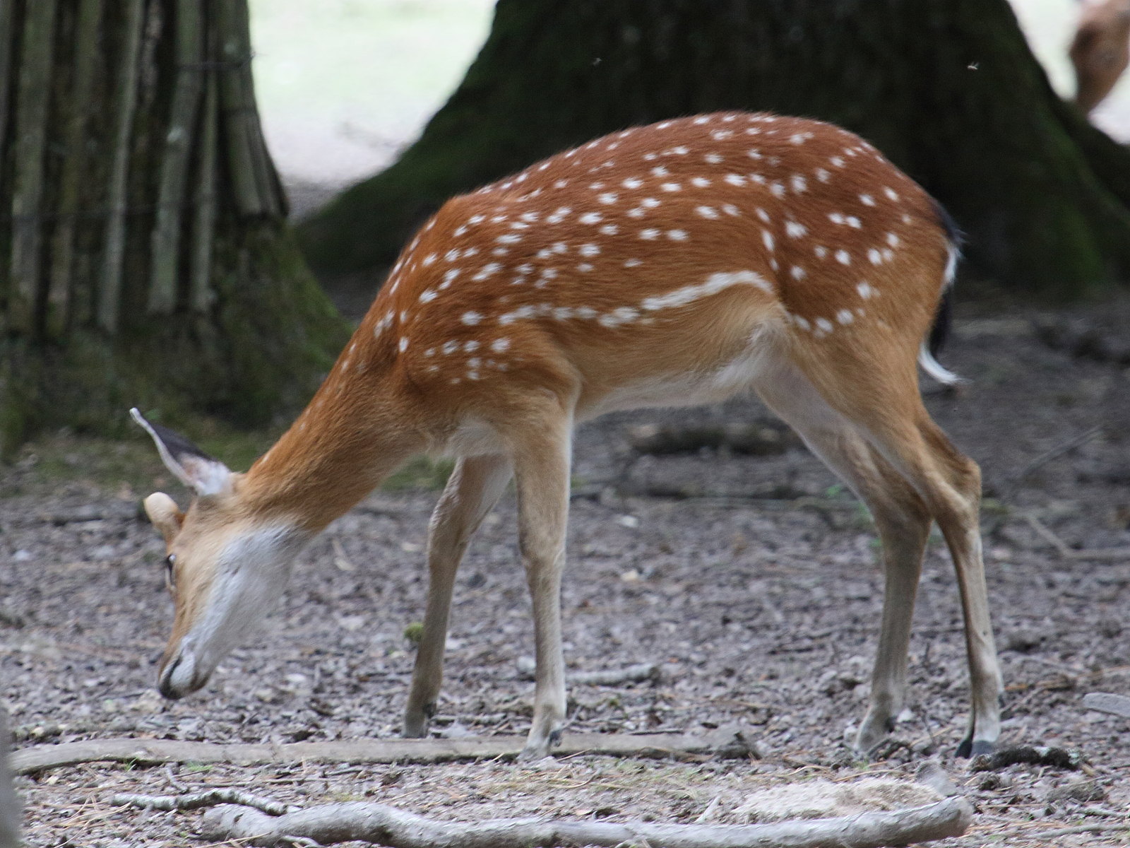 cervus_nippon_pseudaxis4bd