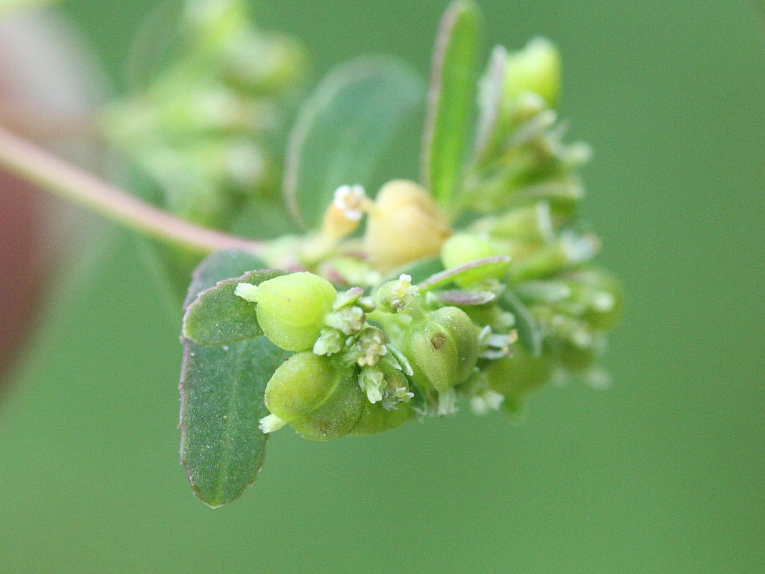 chamaesyce_hypericifolia3md