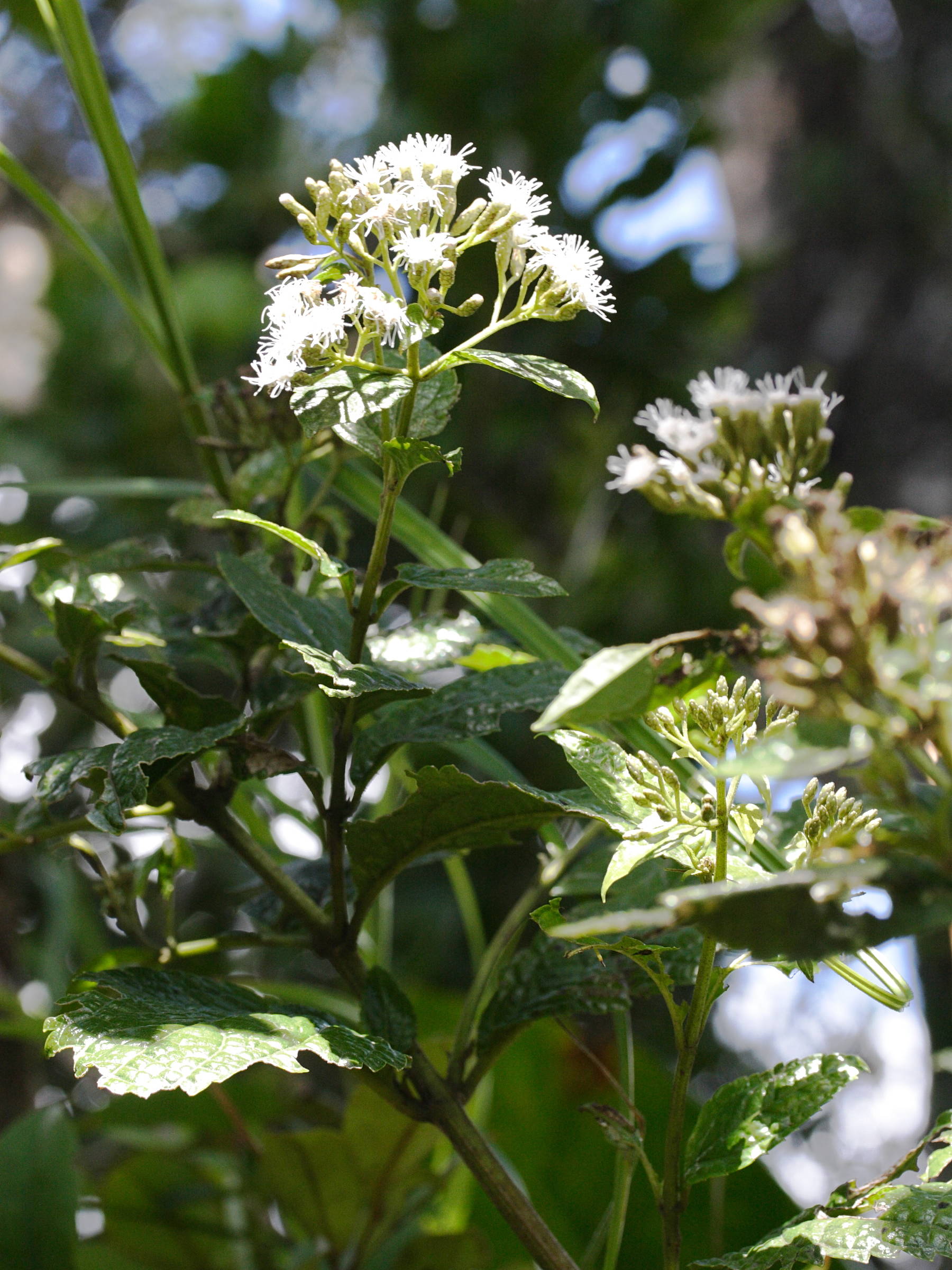 Afficher le média chromolaena_odorata2md chromolaena_odorata2md