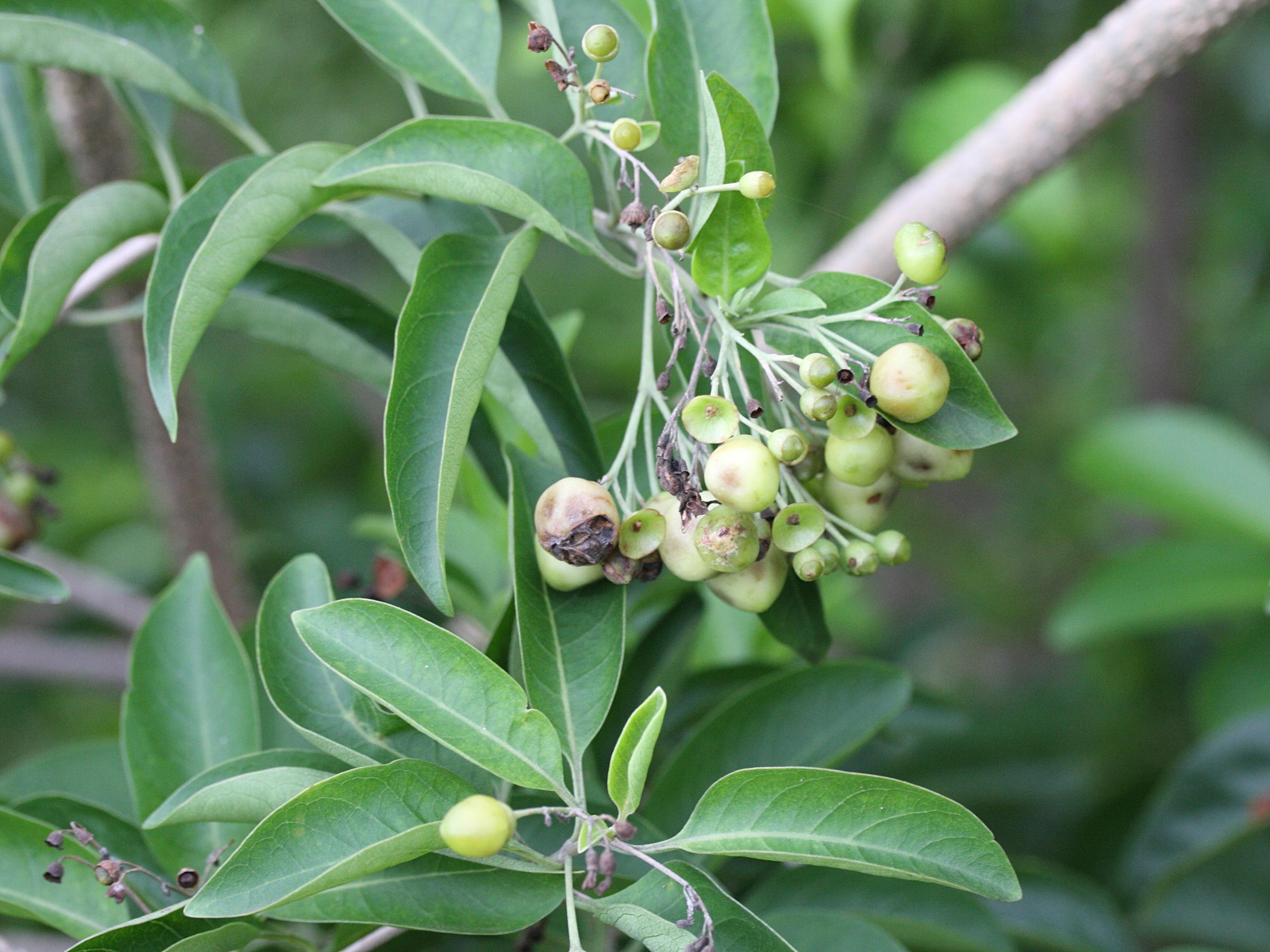 clerodendrum_heterophyllum4md