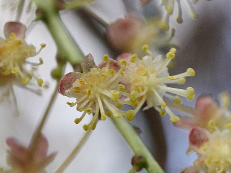 codiaeum_variegatum9md