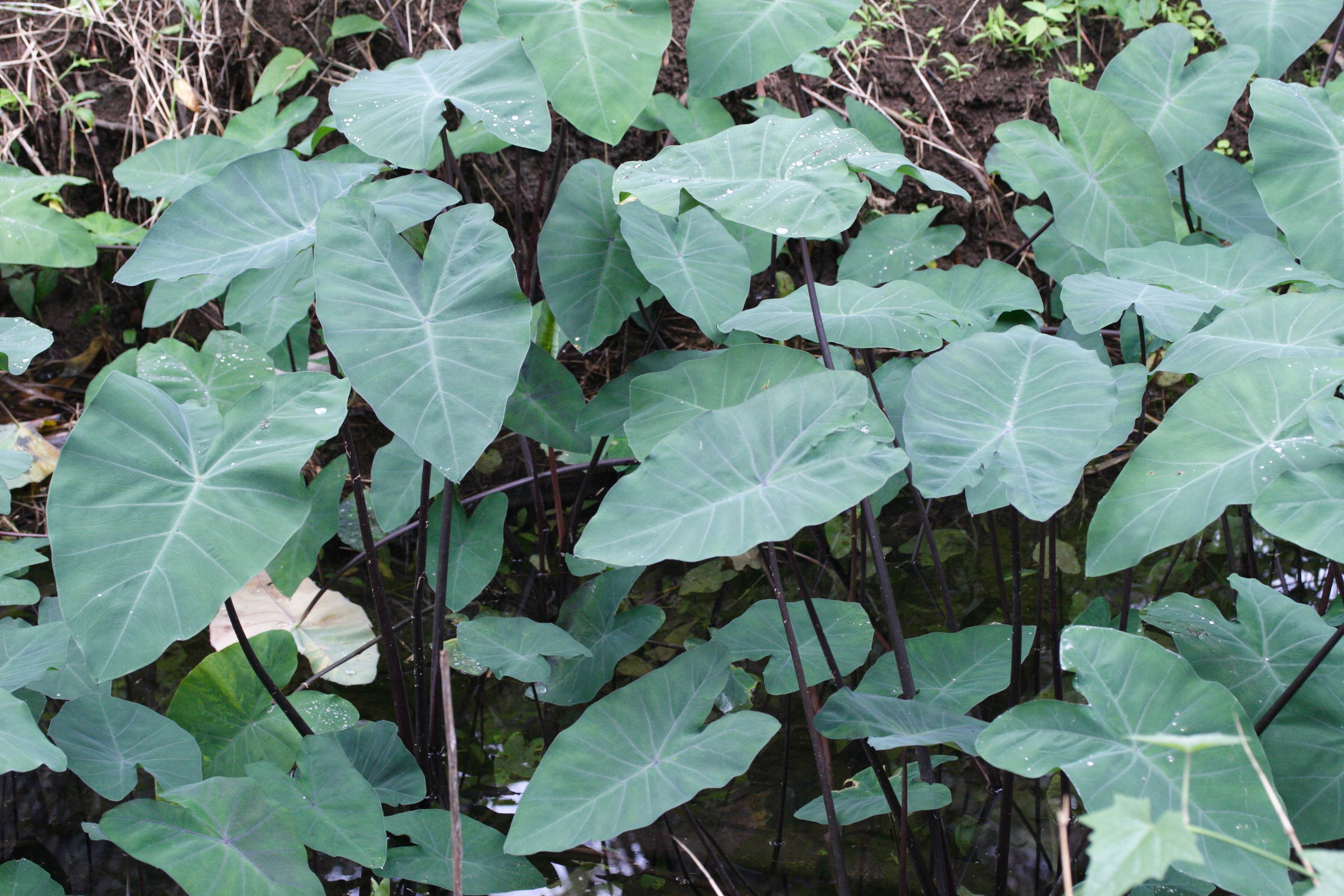 colocasia_esculenta2md