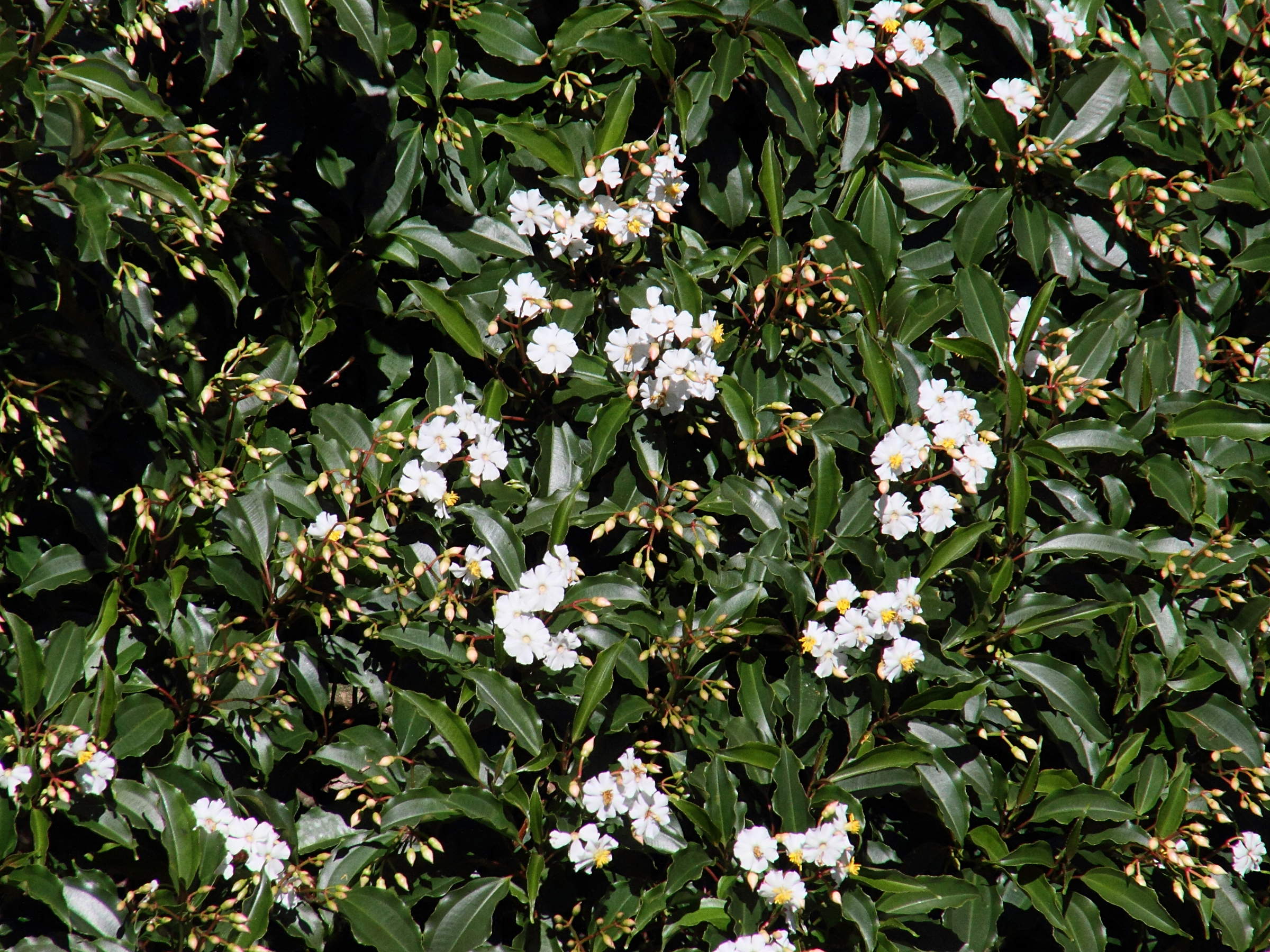 Afficher le média conostegia_oerstediana6md conostegia_oerstediana6md