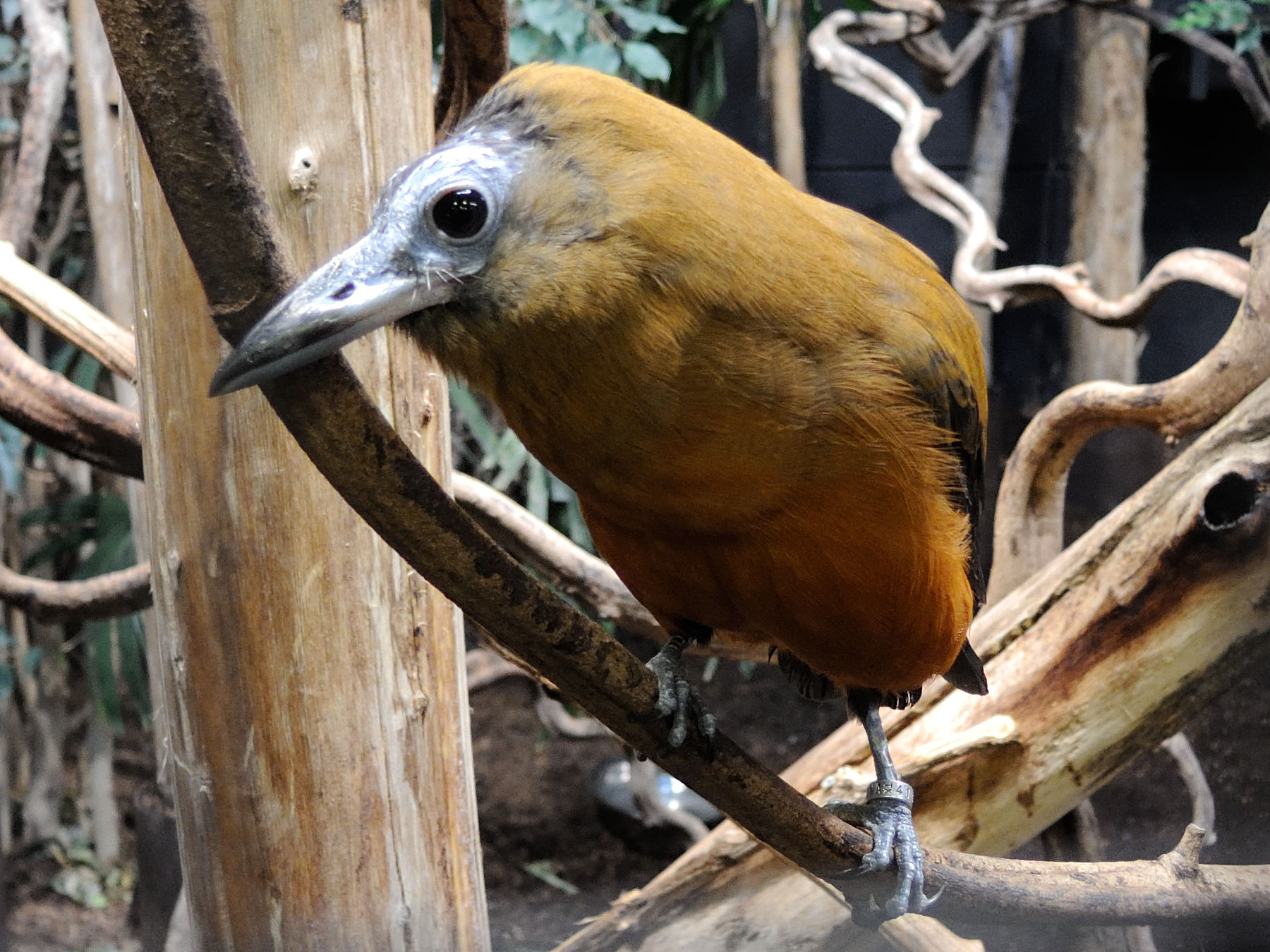 coracine_chauve_-_perissocephalus_tricolor1md