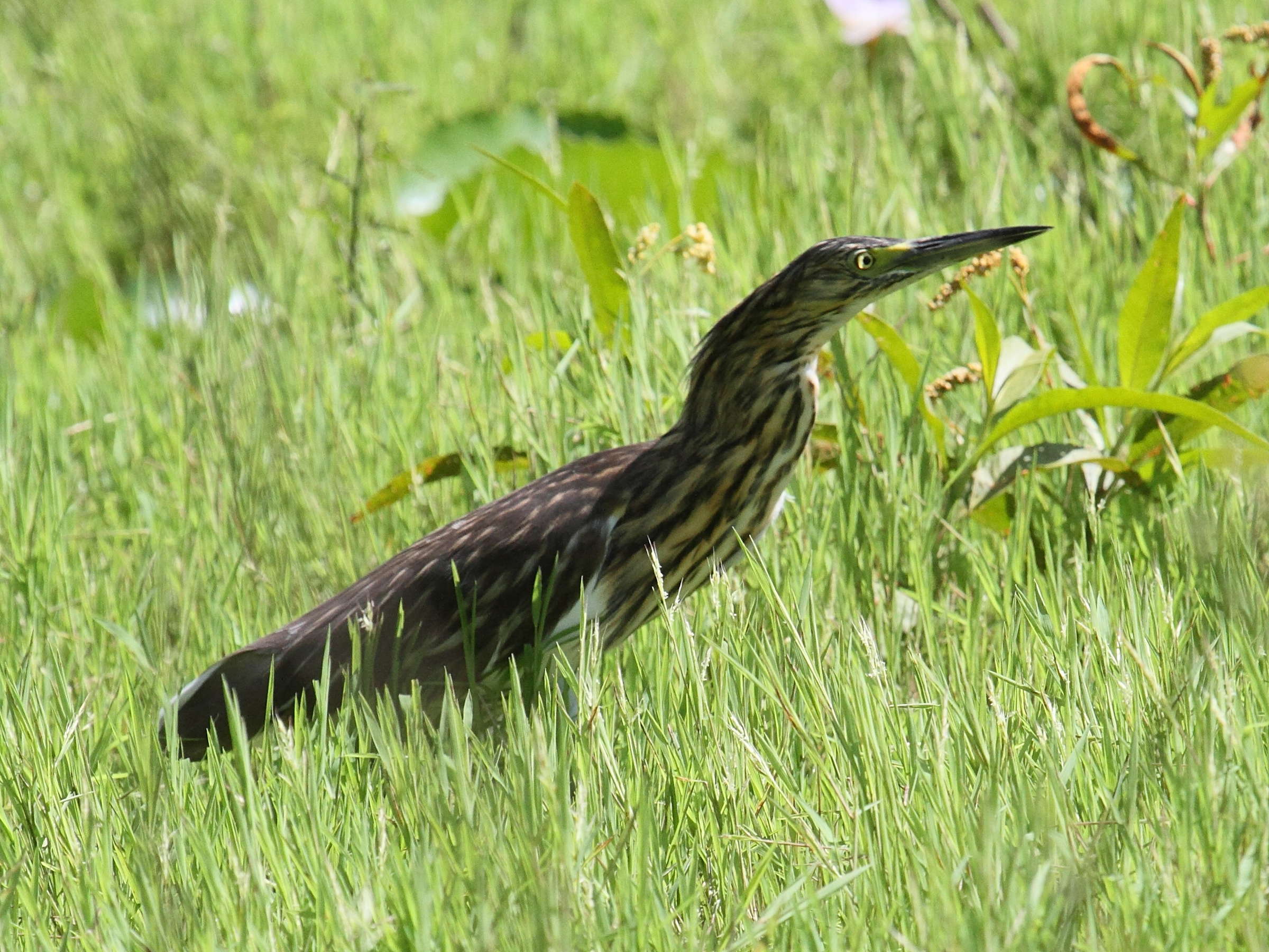 crabier_blanc_-_ardeola_idae3bd