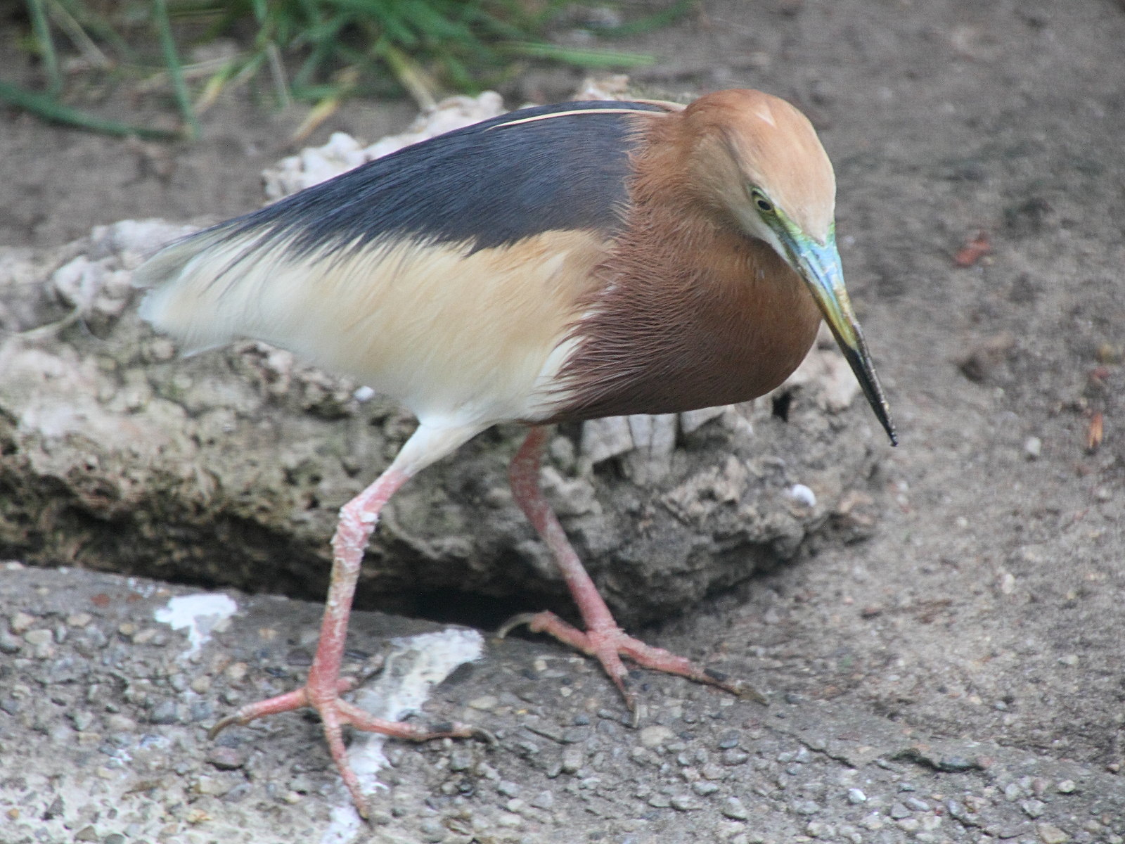 crabier_malais_-_ardeola_speciosa1md