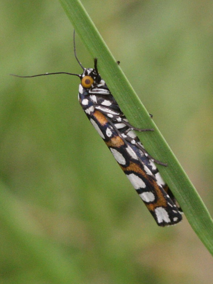 cydosia_nobilitella2md