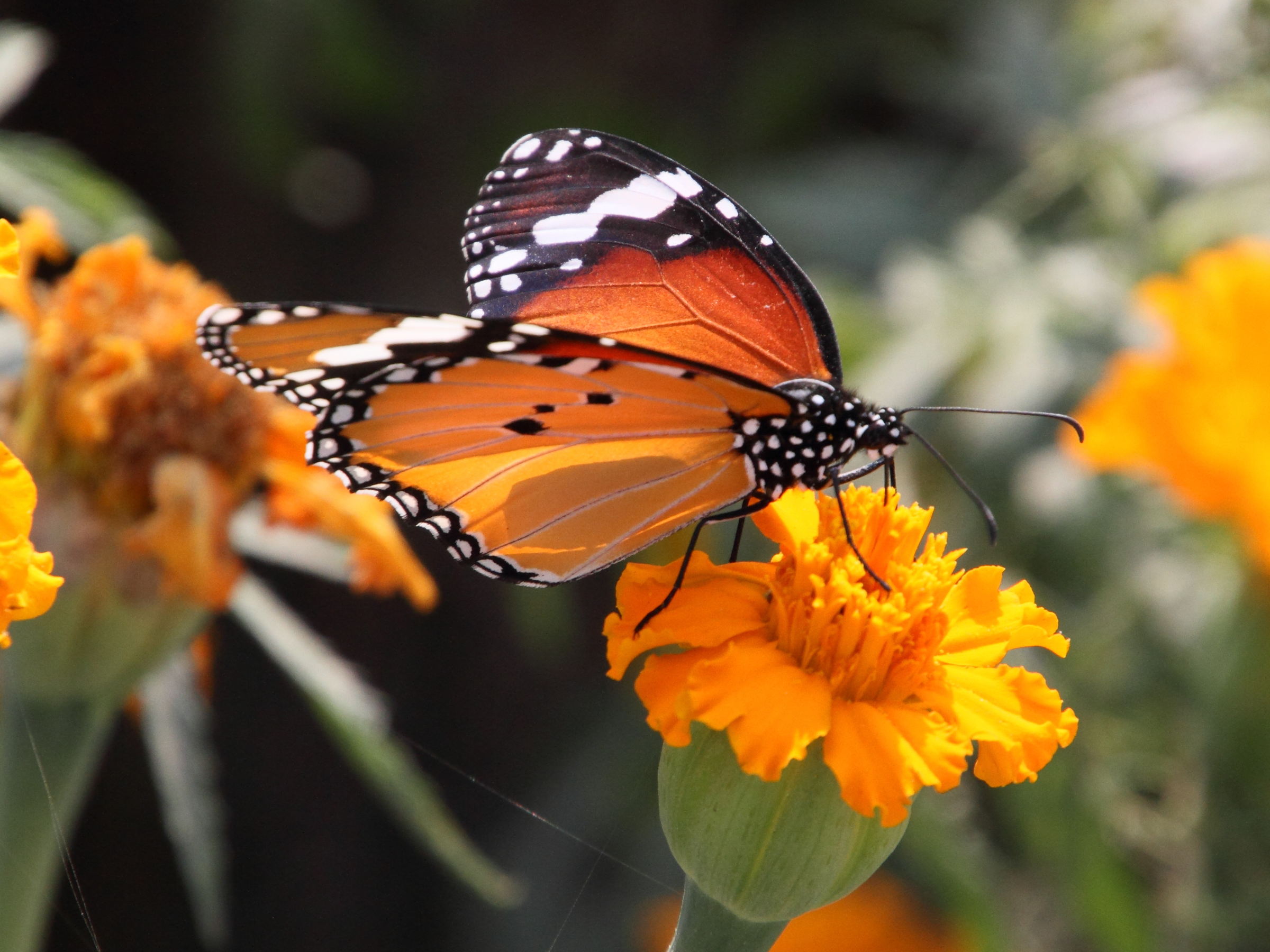 danaus_chrysippus7md