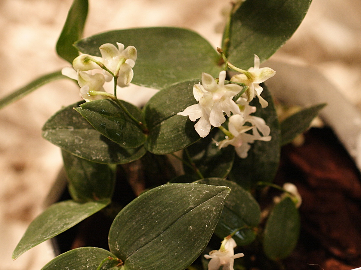 dendrobium_aberrans1md