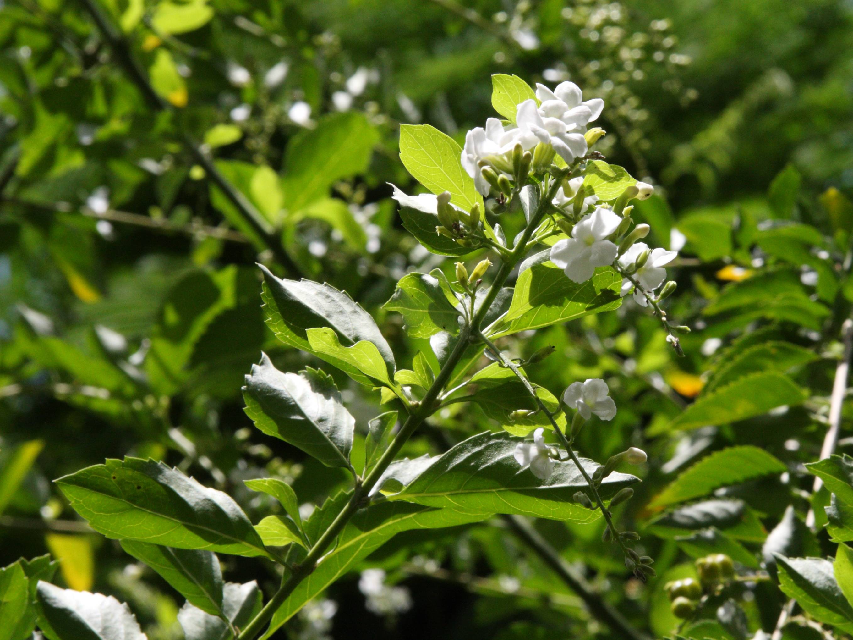 Afficher le média duranta_erecta8md duranta_erecta8md