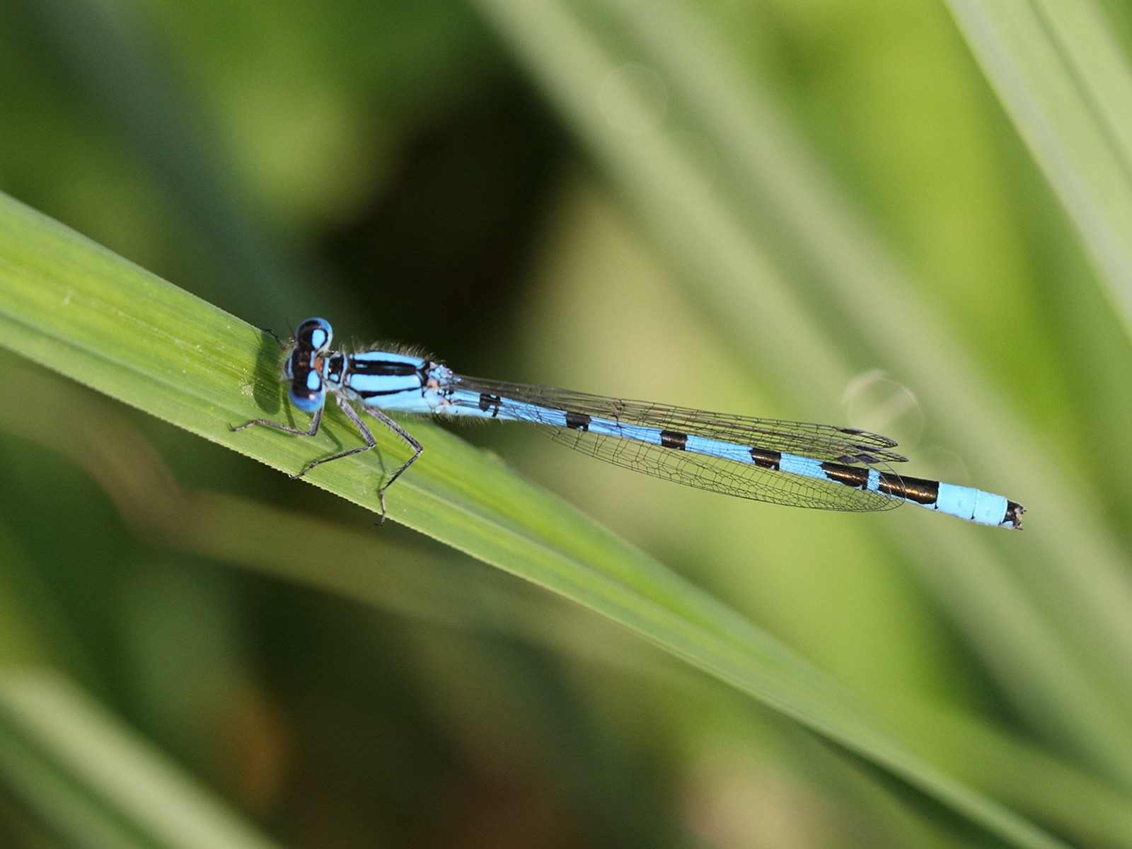 enallagma_cyathigerum6bd