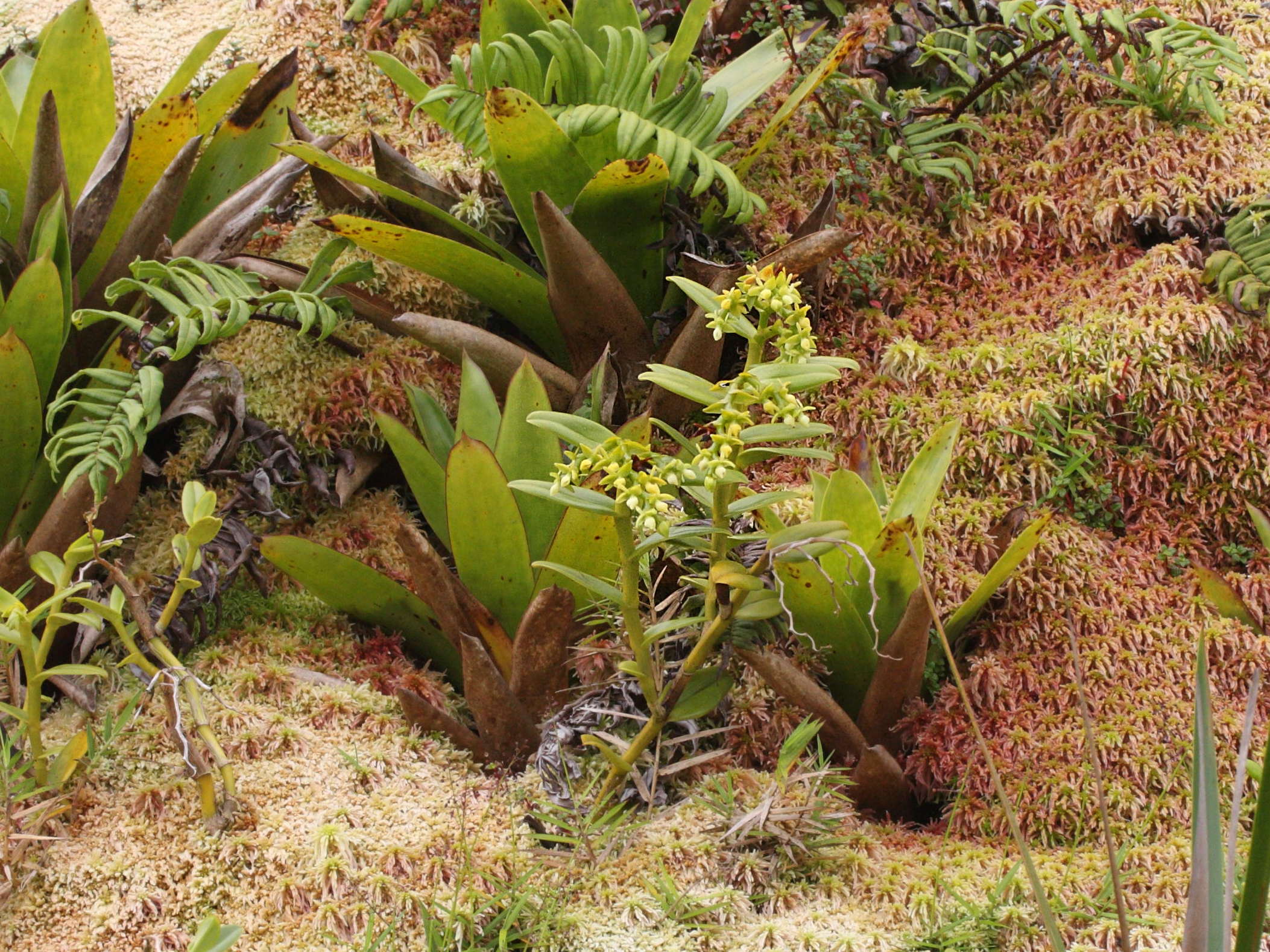 epidendrum_dendrobioides3md