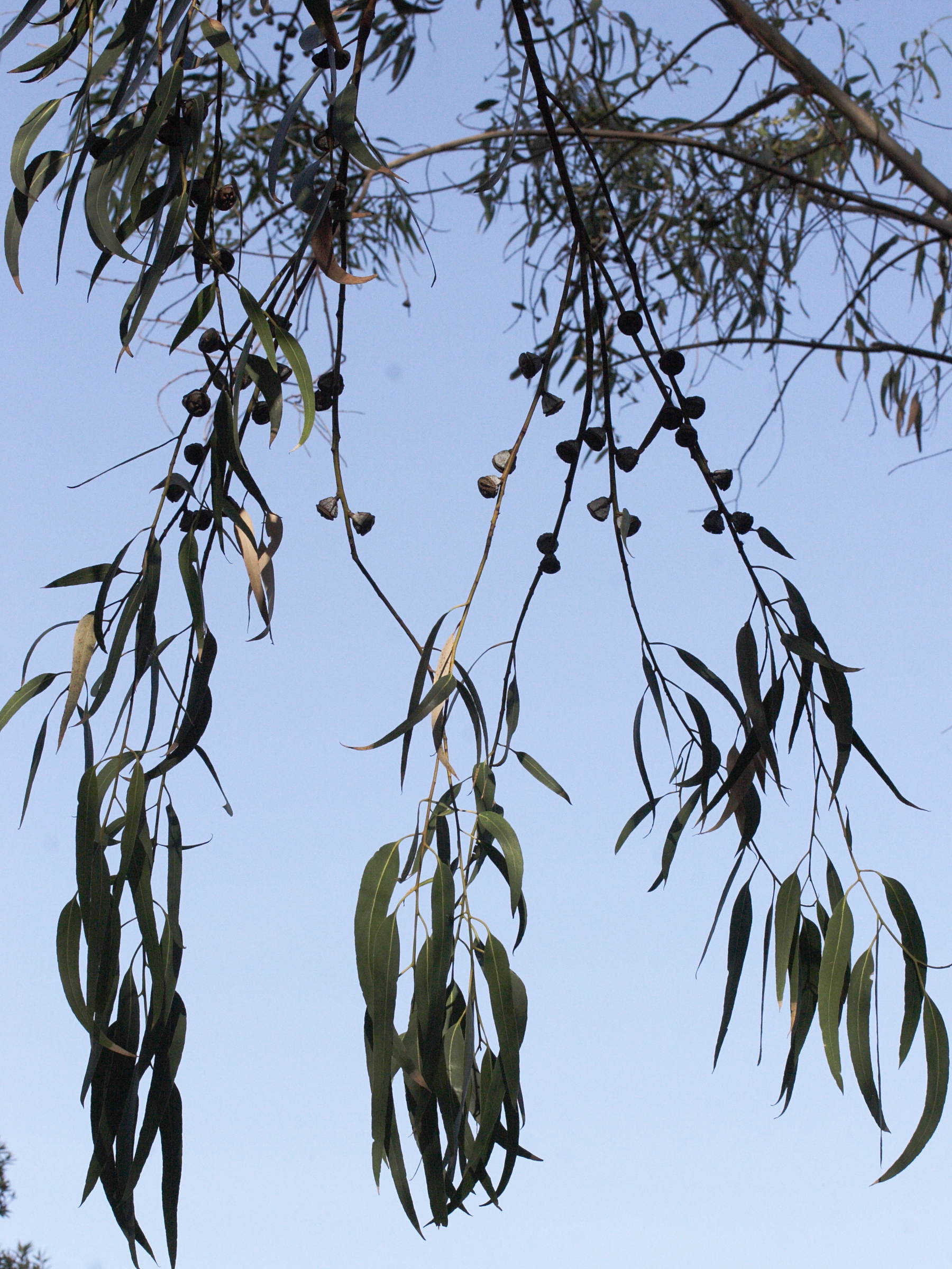 Afficher le média eucalyptus_globulus6md eucalyptus_globulus6md