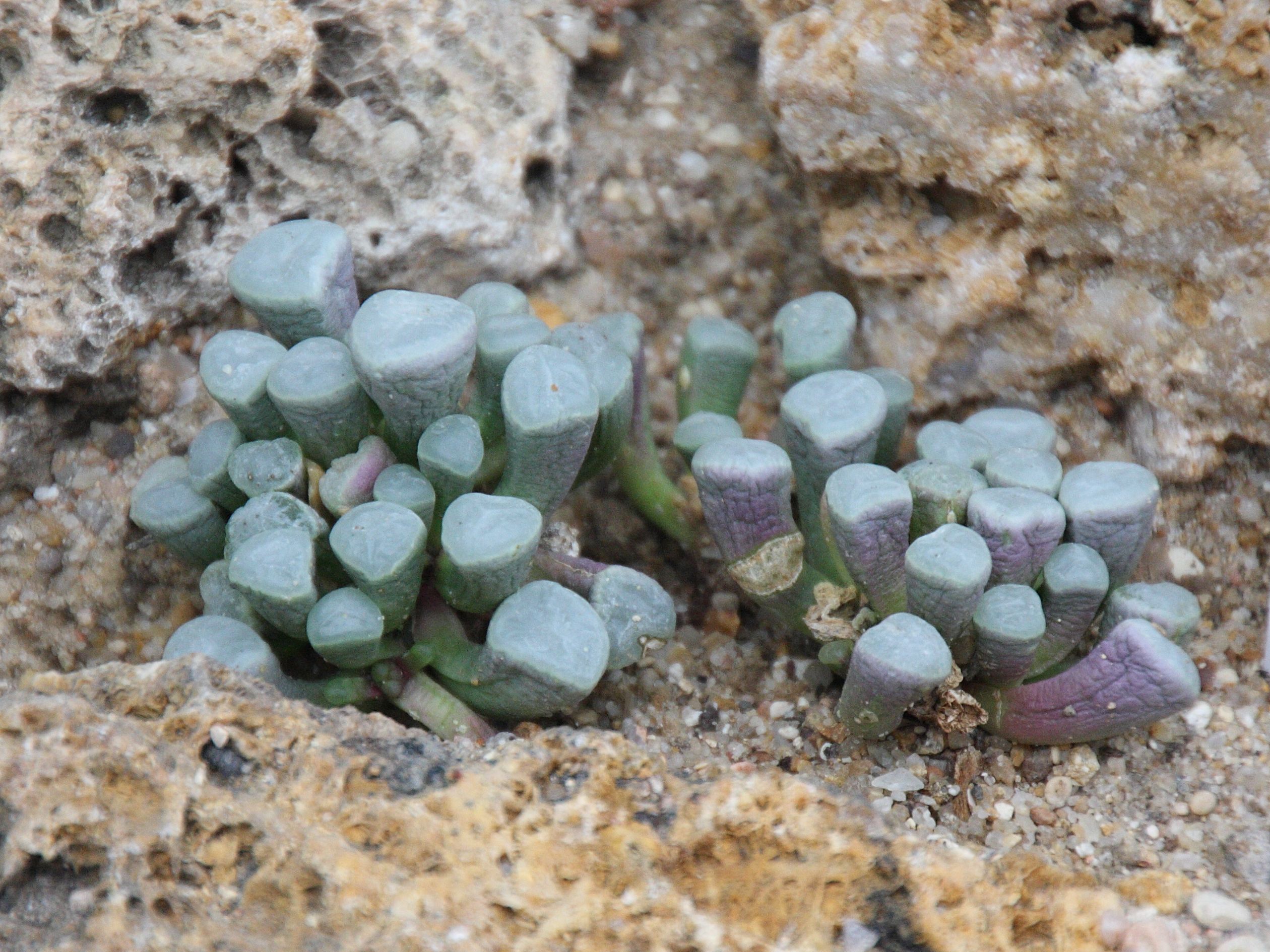 Afficher le média fenestraria_aurantiaca1bd fenestraria_aurantiaca1bd