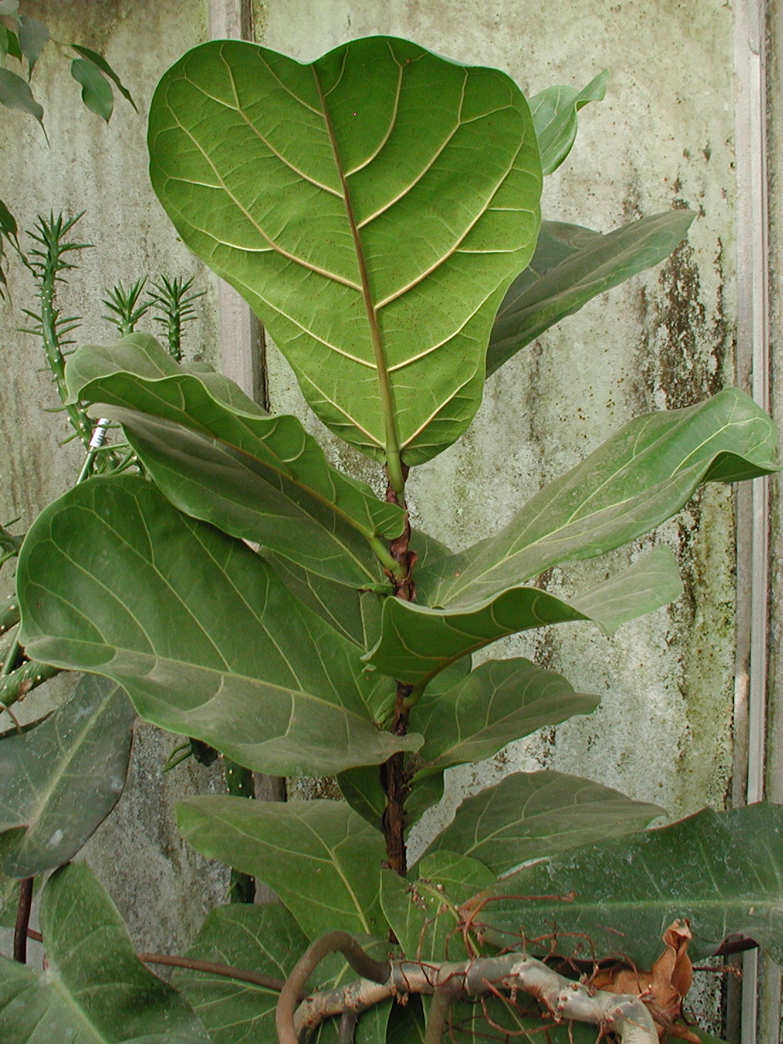 ficus_lyrata2md