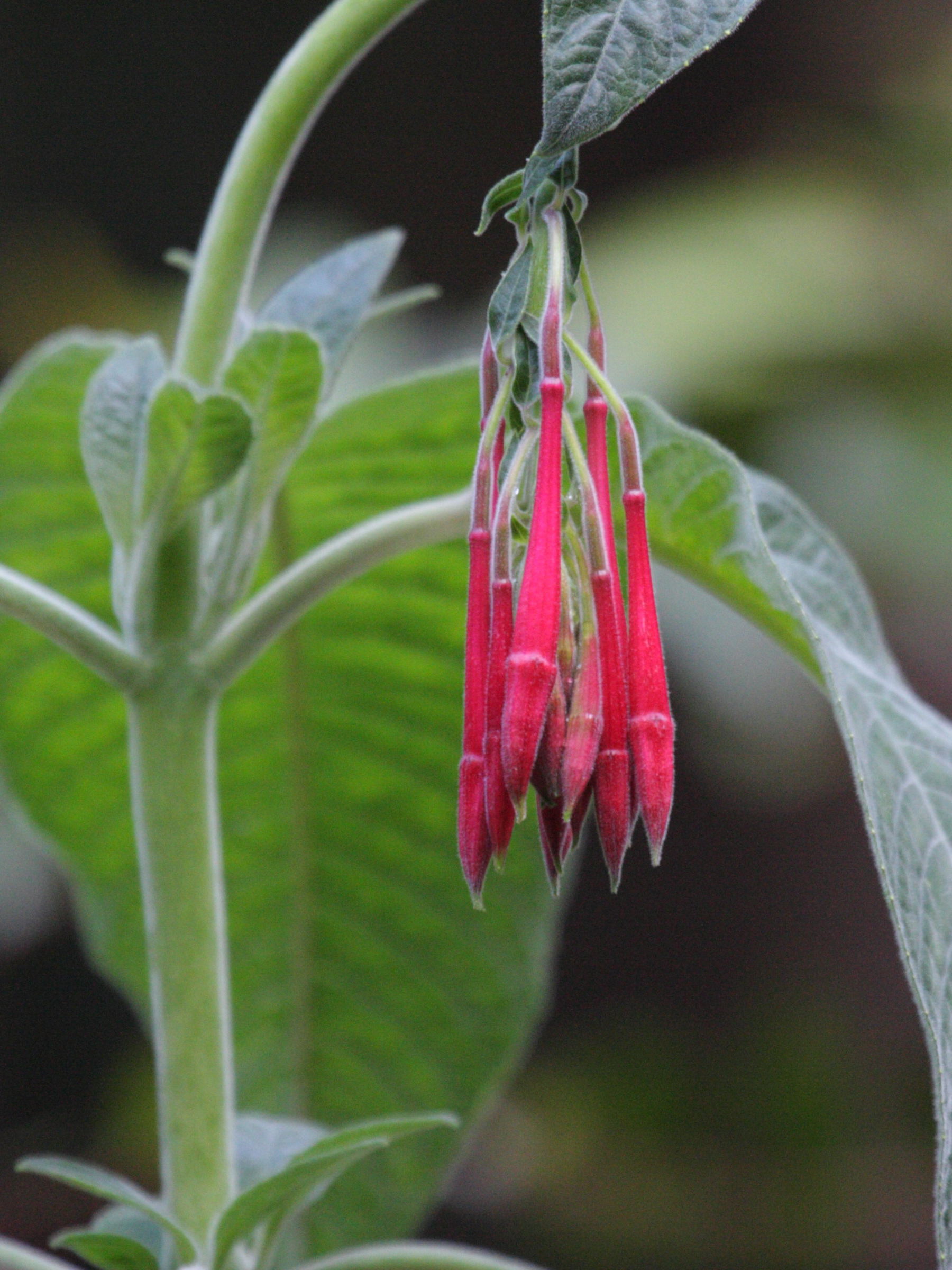 Afficher le média fuchsia_boliviana2bd fuchsia_boliviana2bd