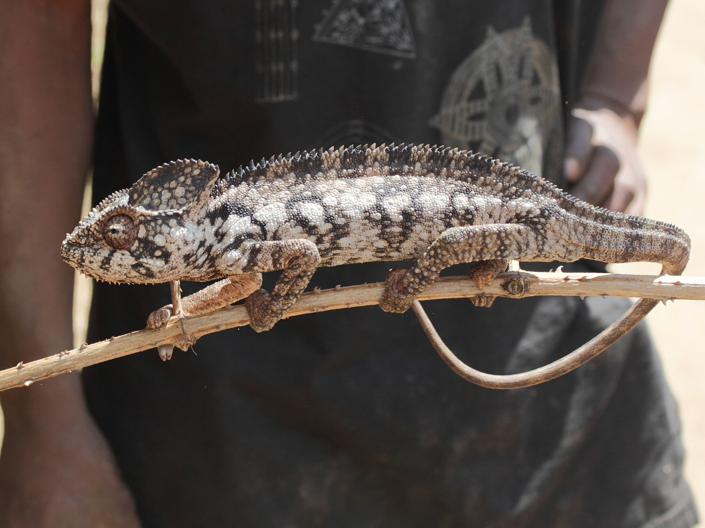 furcifer_verrucosus2md