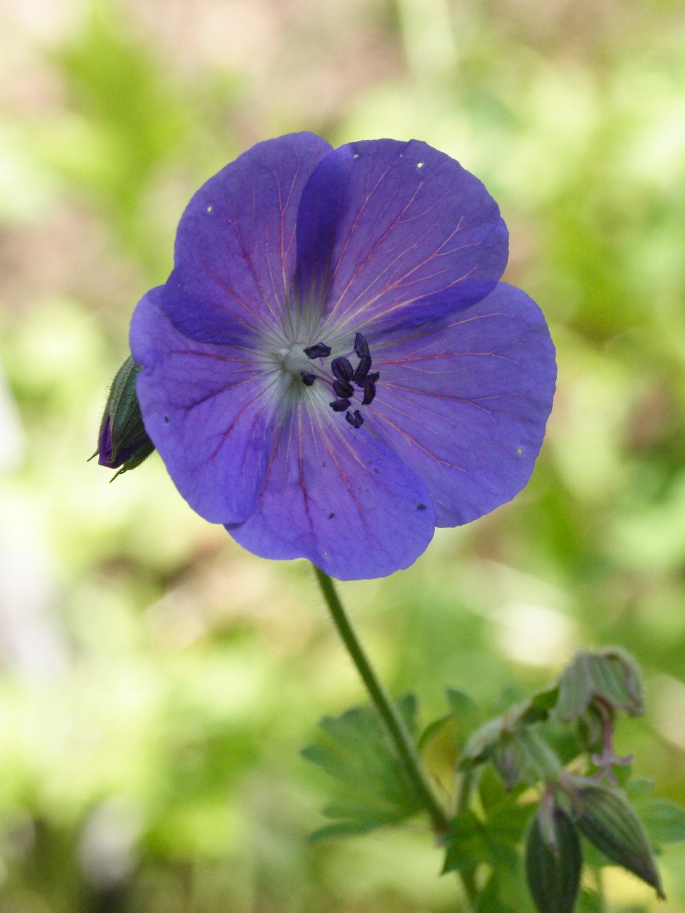 Afficher le média geranium_himalayense2md geranium_himalayense2md