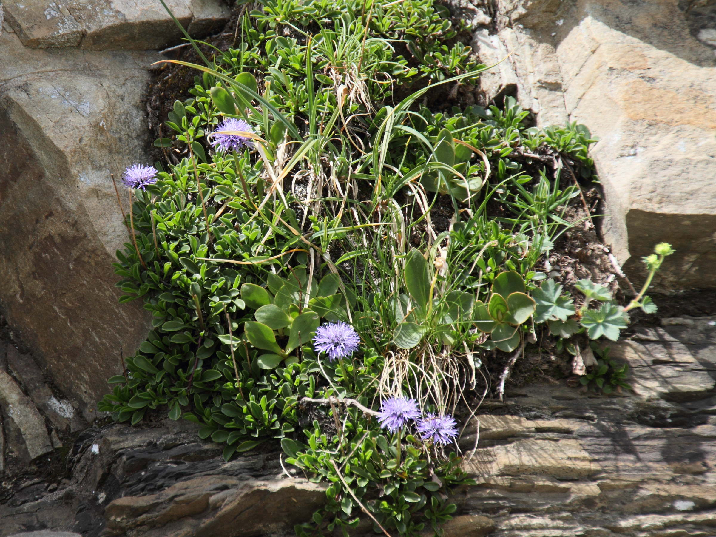 Afficher le média globularia_cordifolia1bd globularia_cordifolia1bd