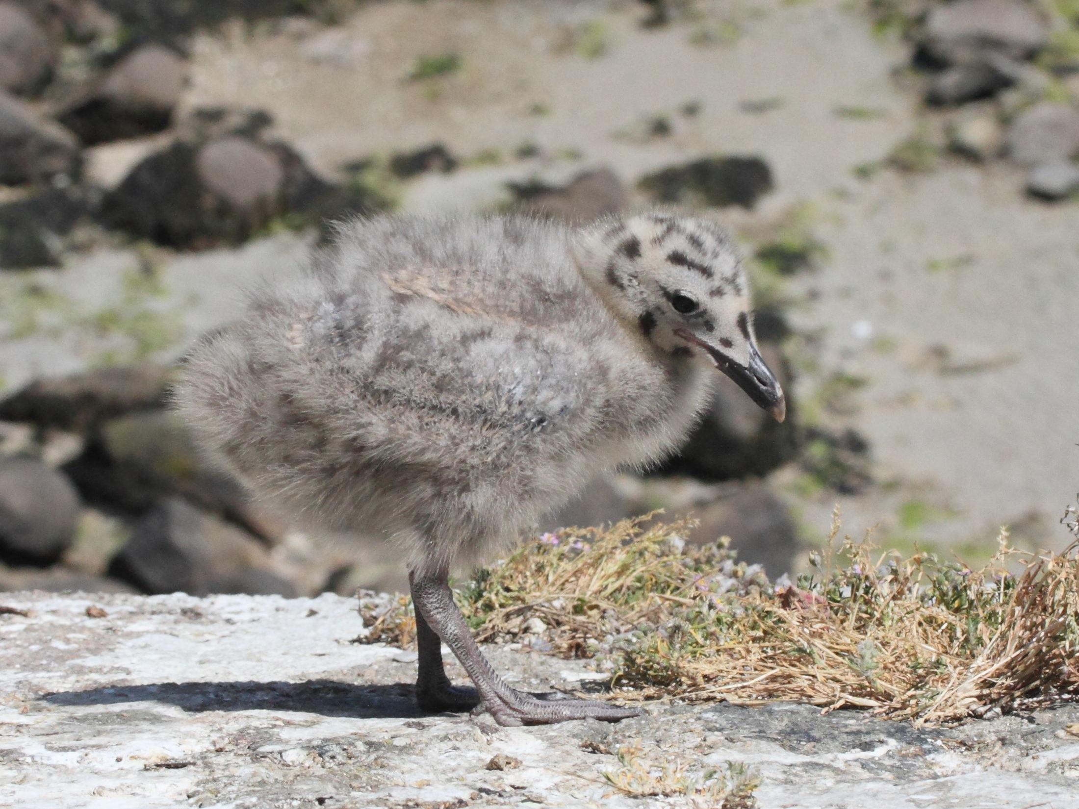 goeland_argente_-_larus_argentatus12md