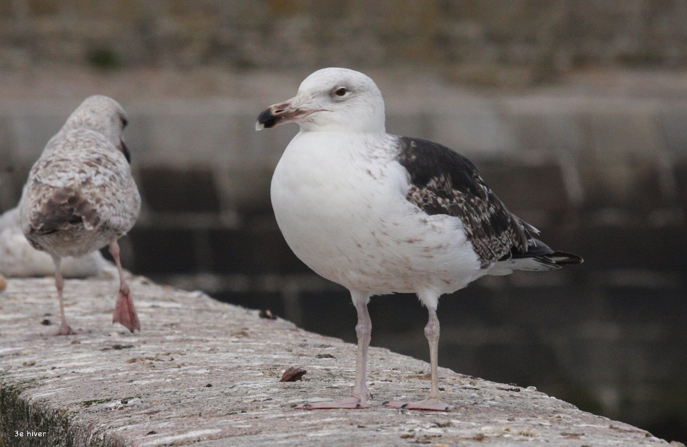 goeland_marin_-_larus_marinus6bd