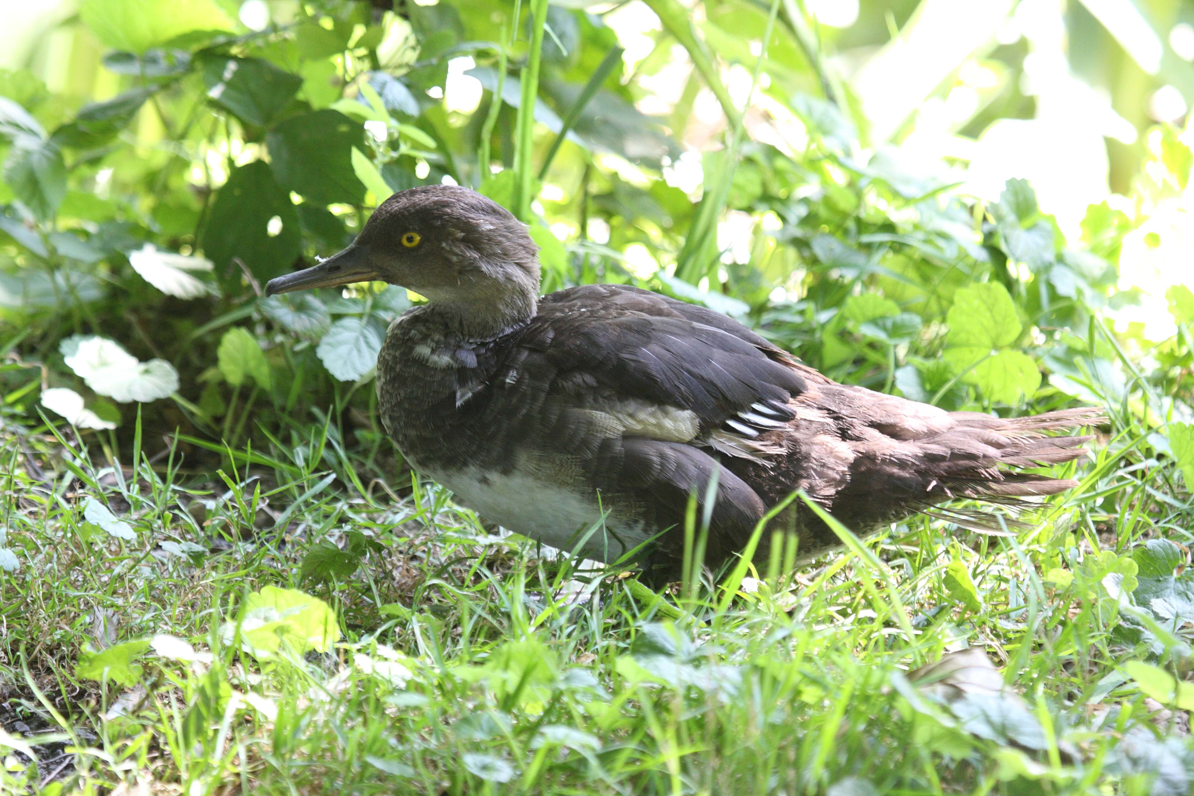 harle_couronne_-_lophodytes_cucullatus1bd