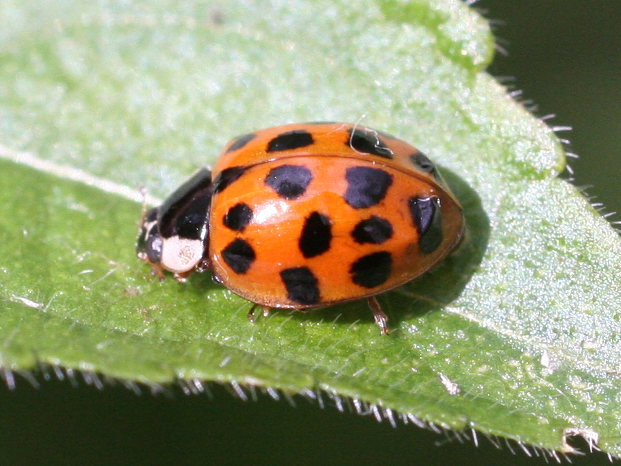 Afficher le média harmonia_axyridis3md harmonia_axyridis3md