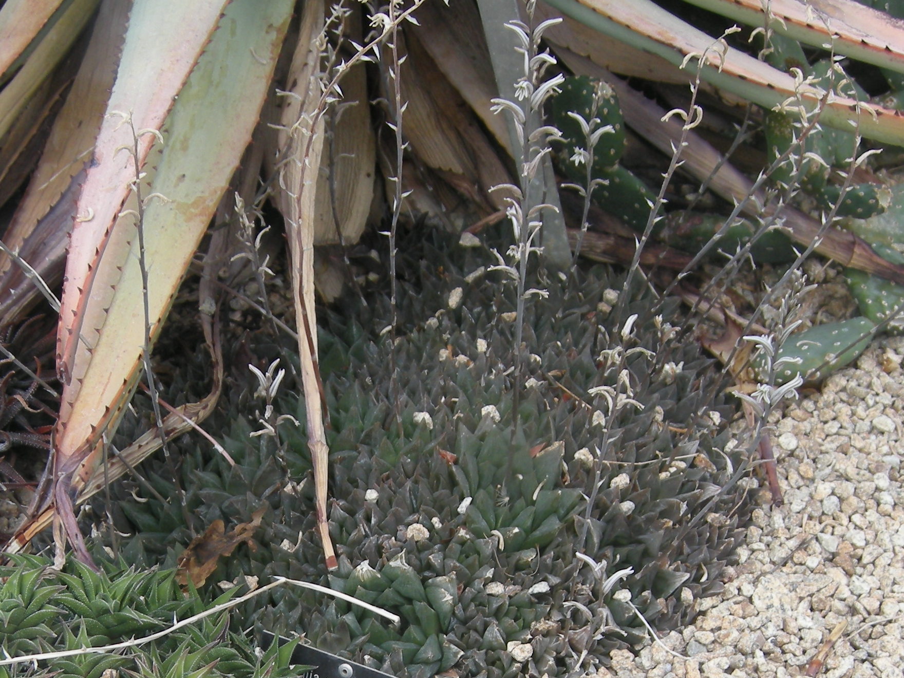 haworthia_willowmorensis1bd