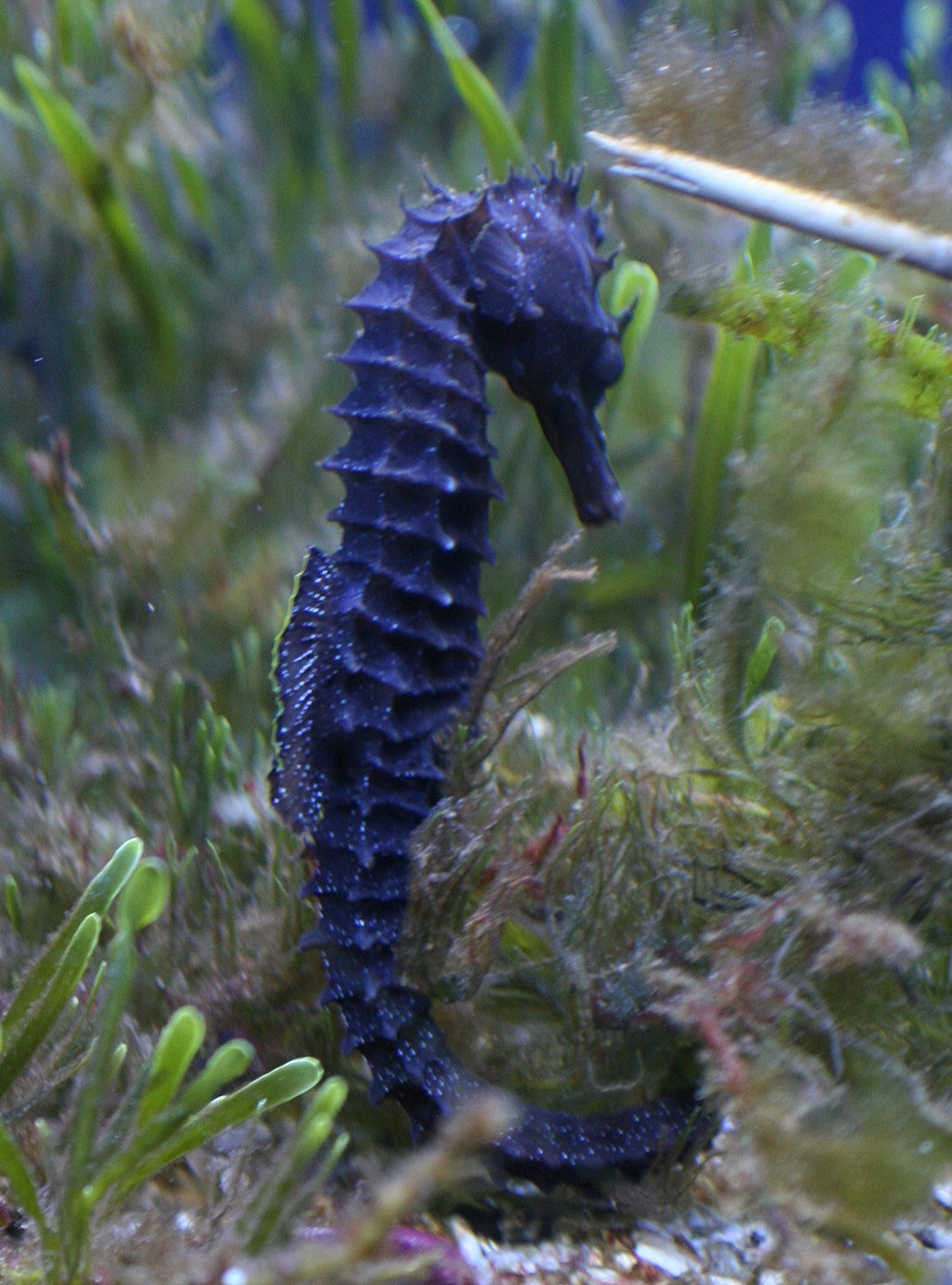 hippocampus_guttulatus3md