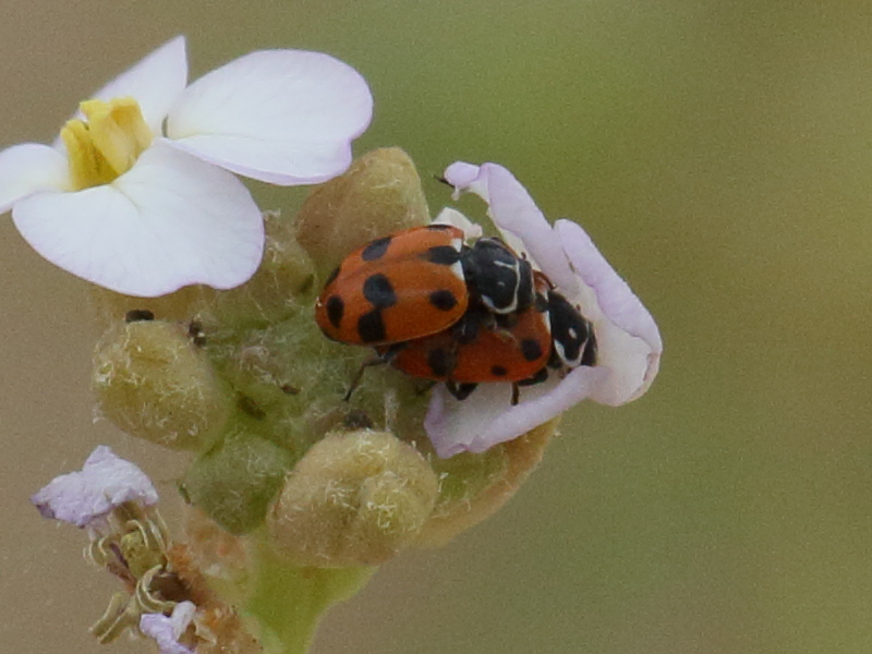 Afficher le média hippodamia_variegata2bd hippodamia_variegata2bd