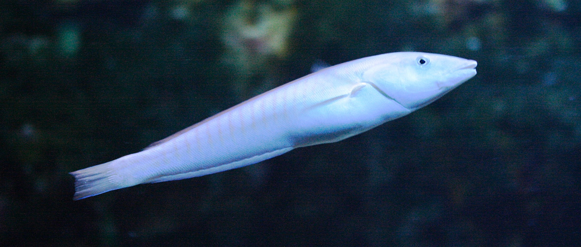 hologymnosus_doliatus1md