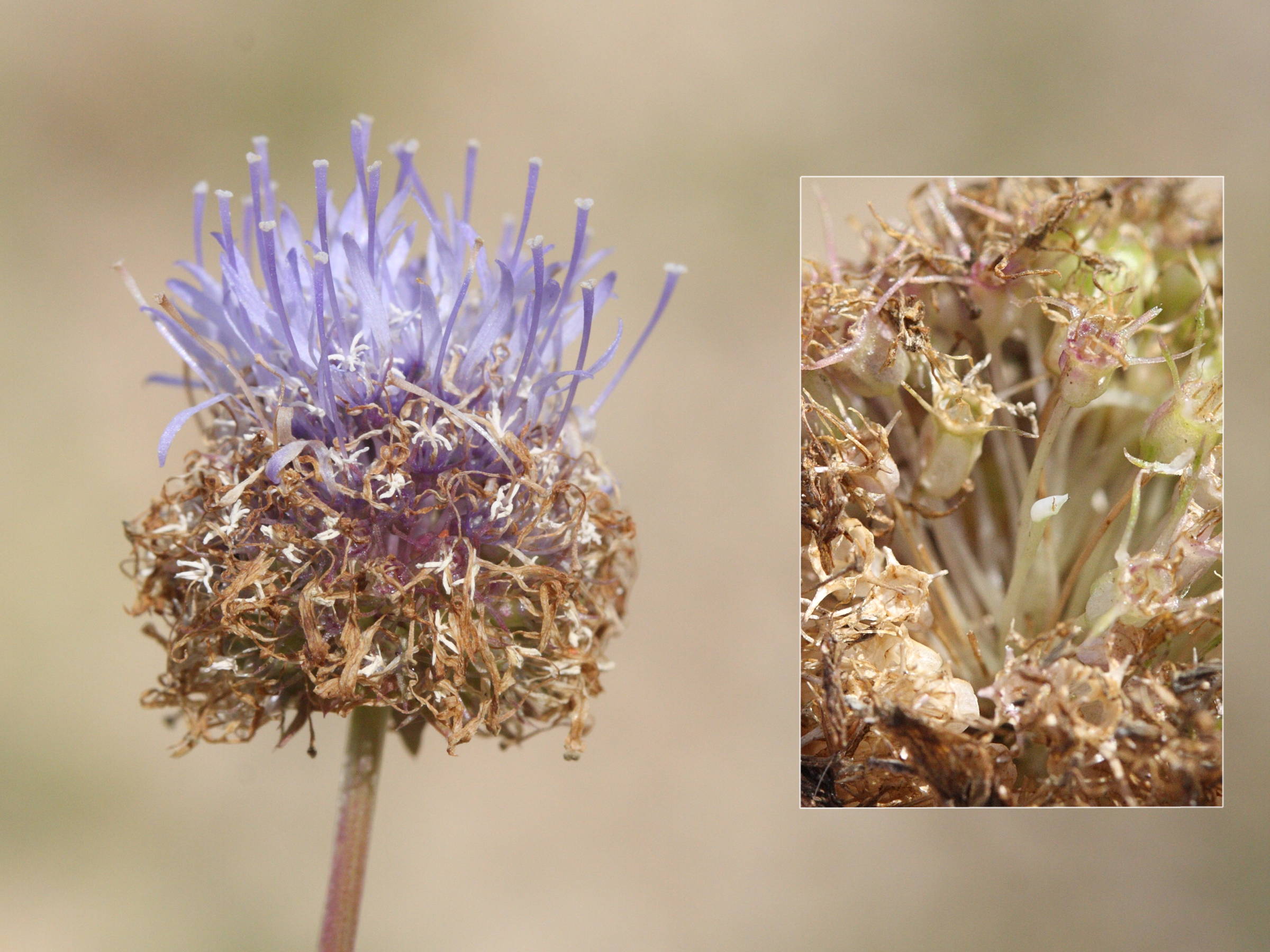 Afficher le média jasione_montana3md jasione_montana3md