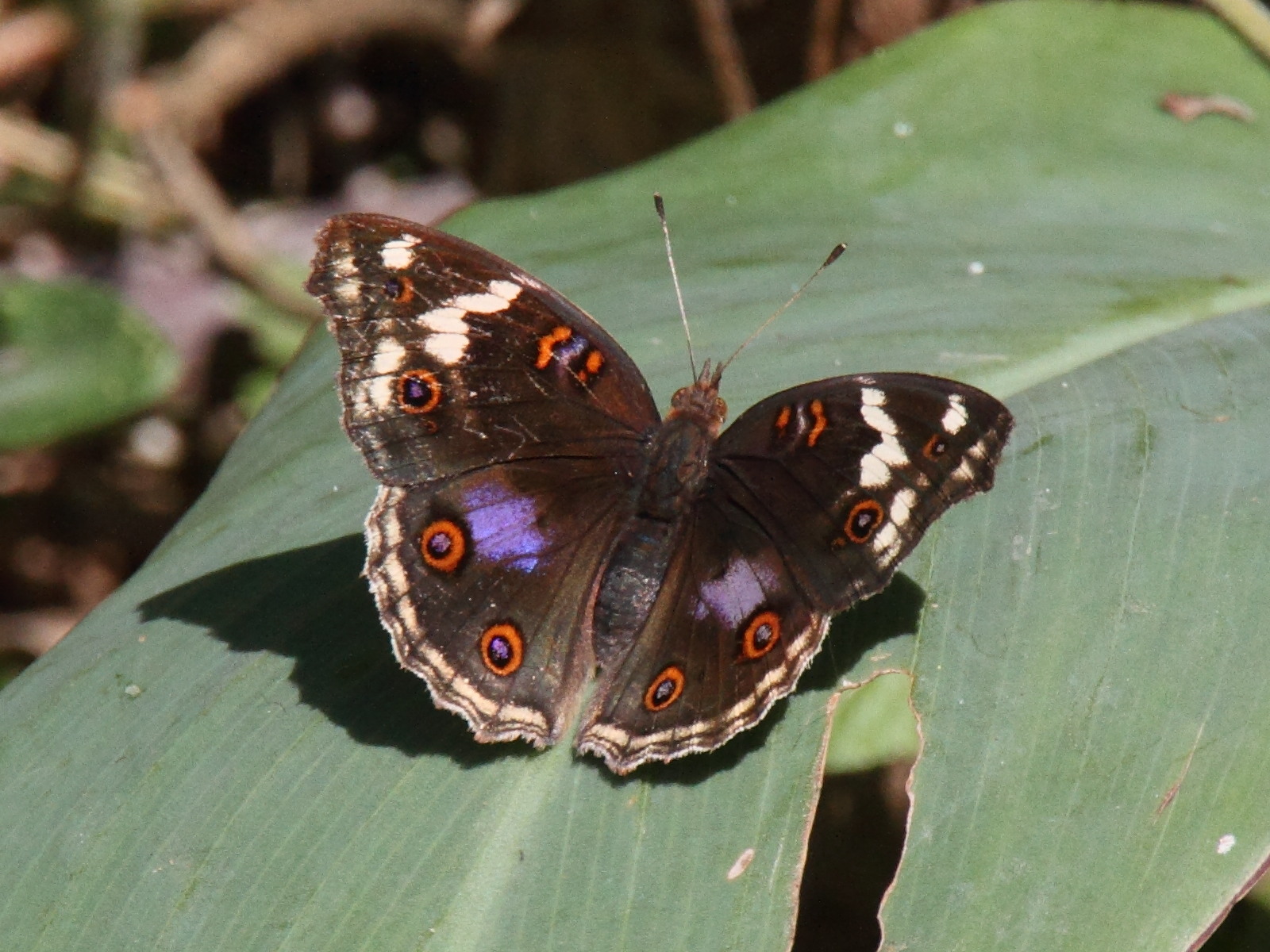 junonia_oenone_epiclelia5md