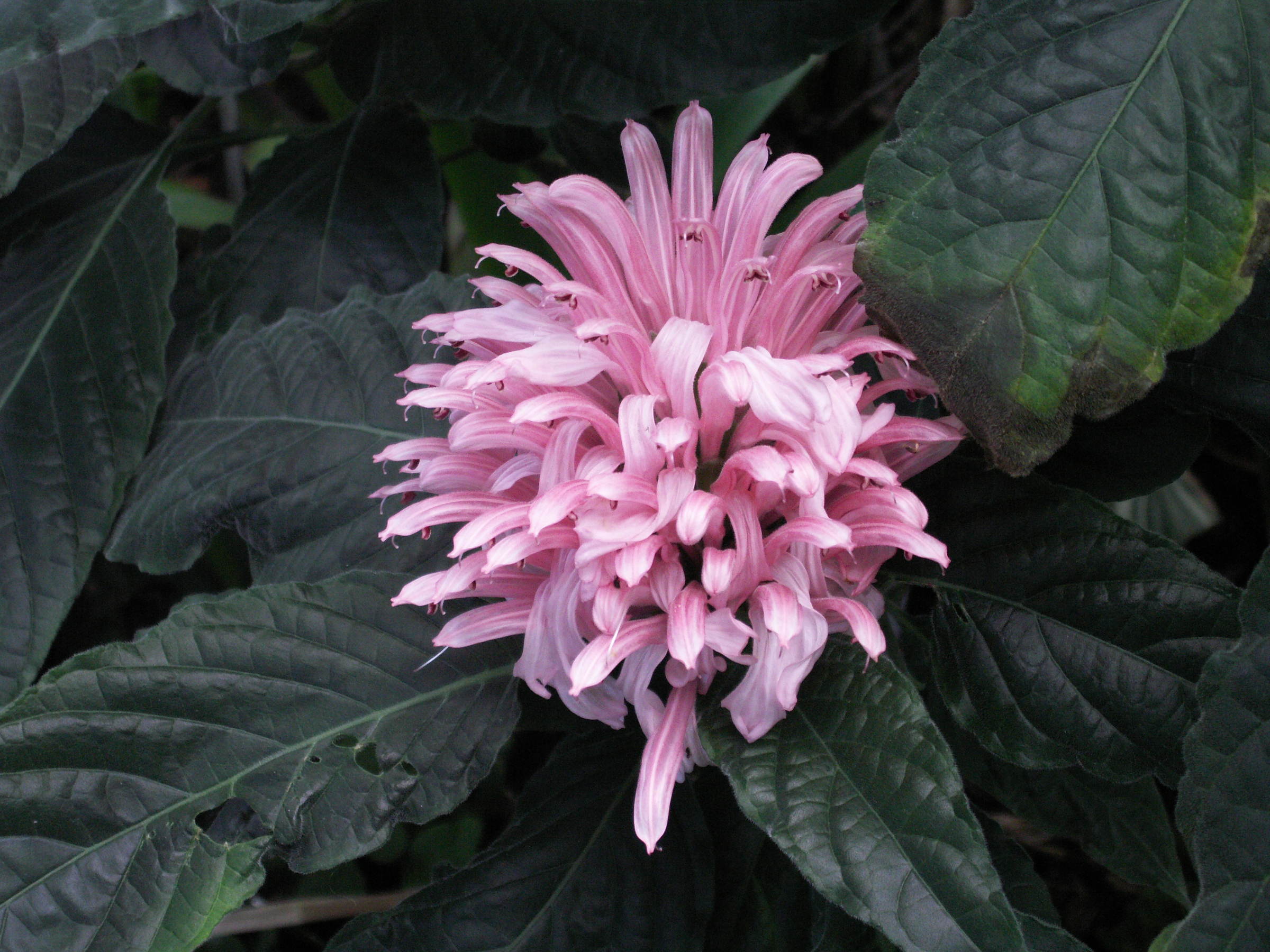 Afficher le média justicia_carnea1bd justicia_carnea1bd