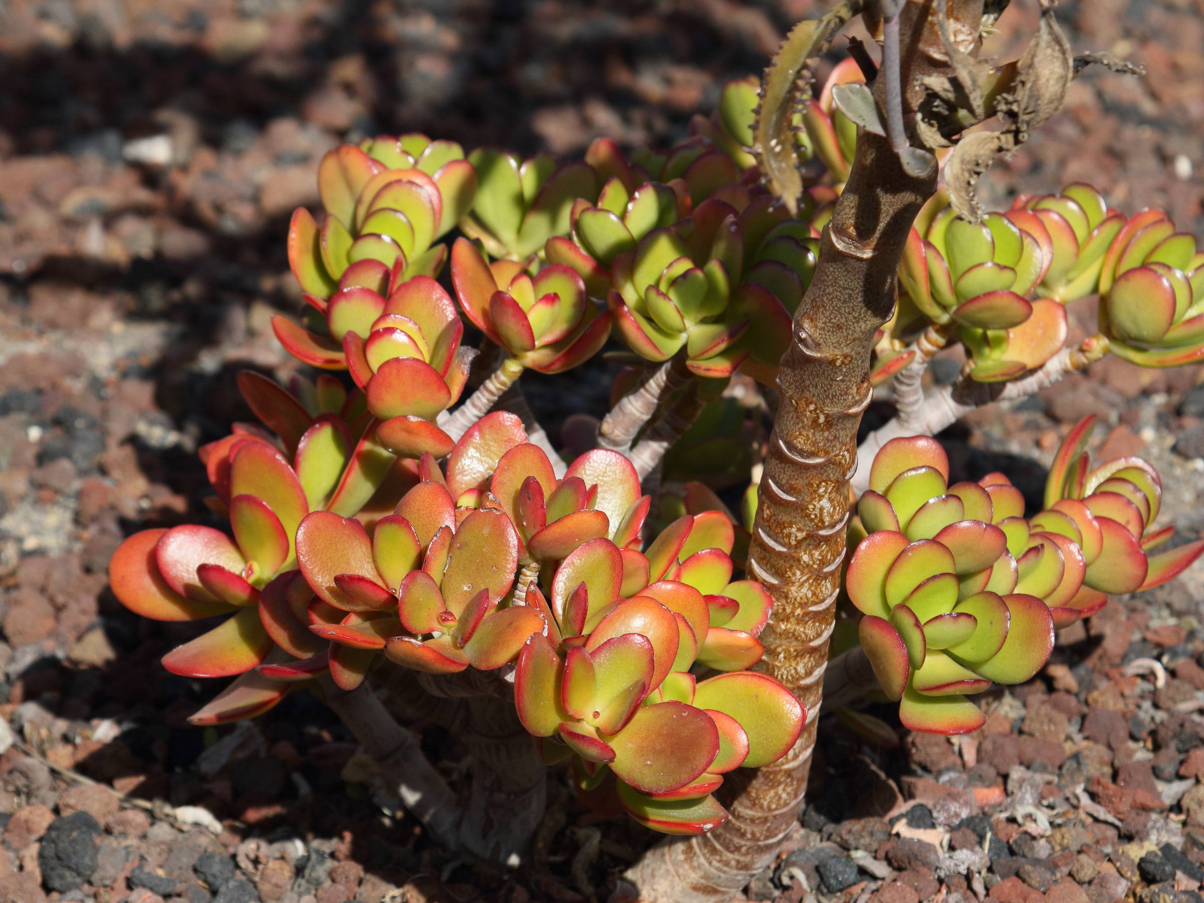 kalanchoe_daigremontiana1bd