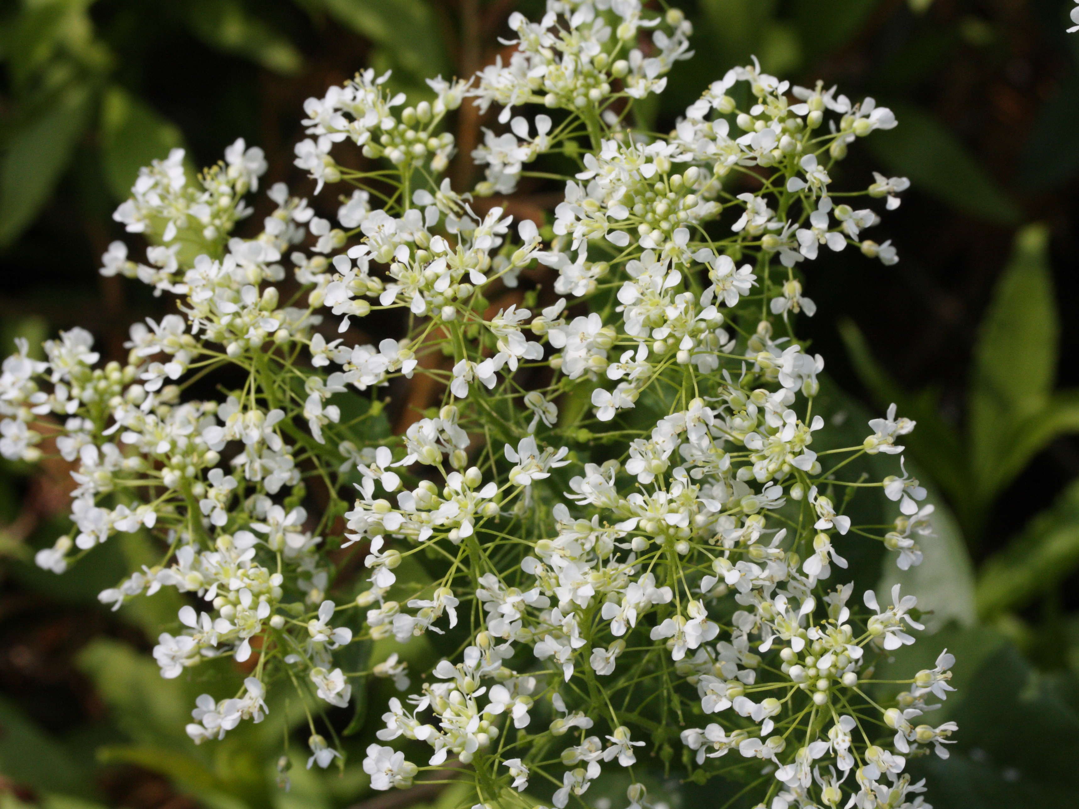 lepidium_draba1cmd