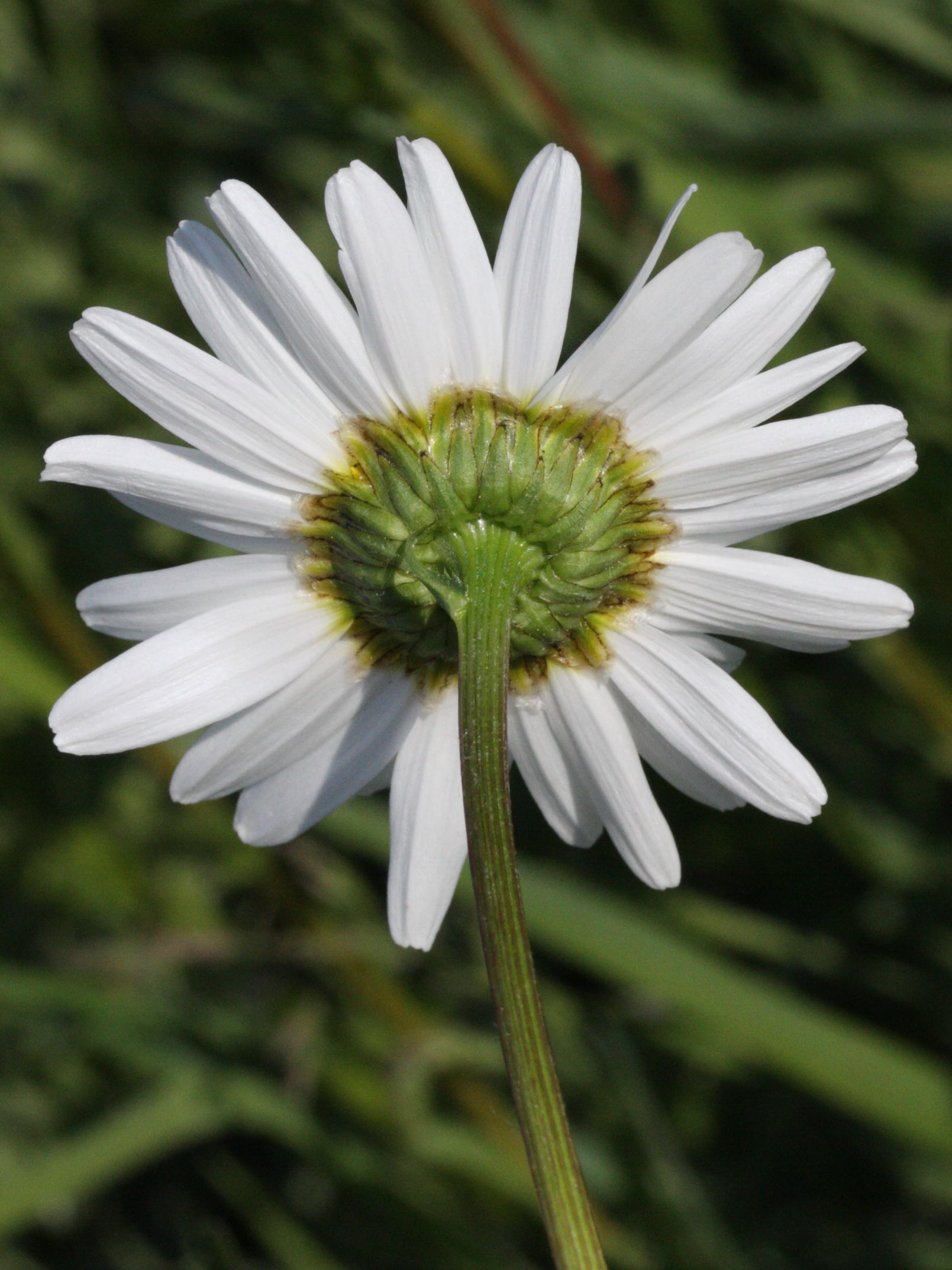 Afficher le média leucanthemum_vulgare3md leucanthemum_vulgare3md