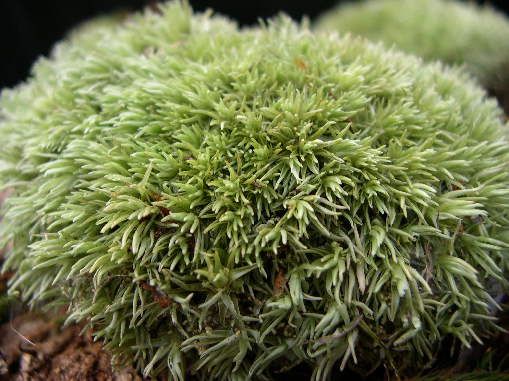 leucobryum_glaucum2md