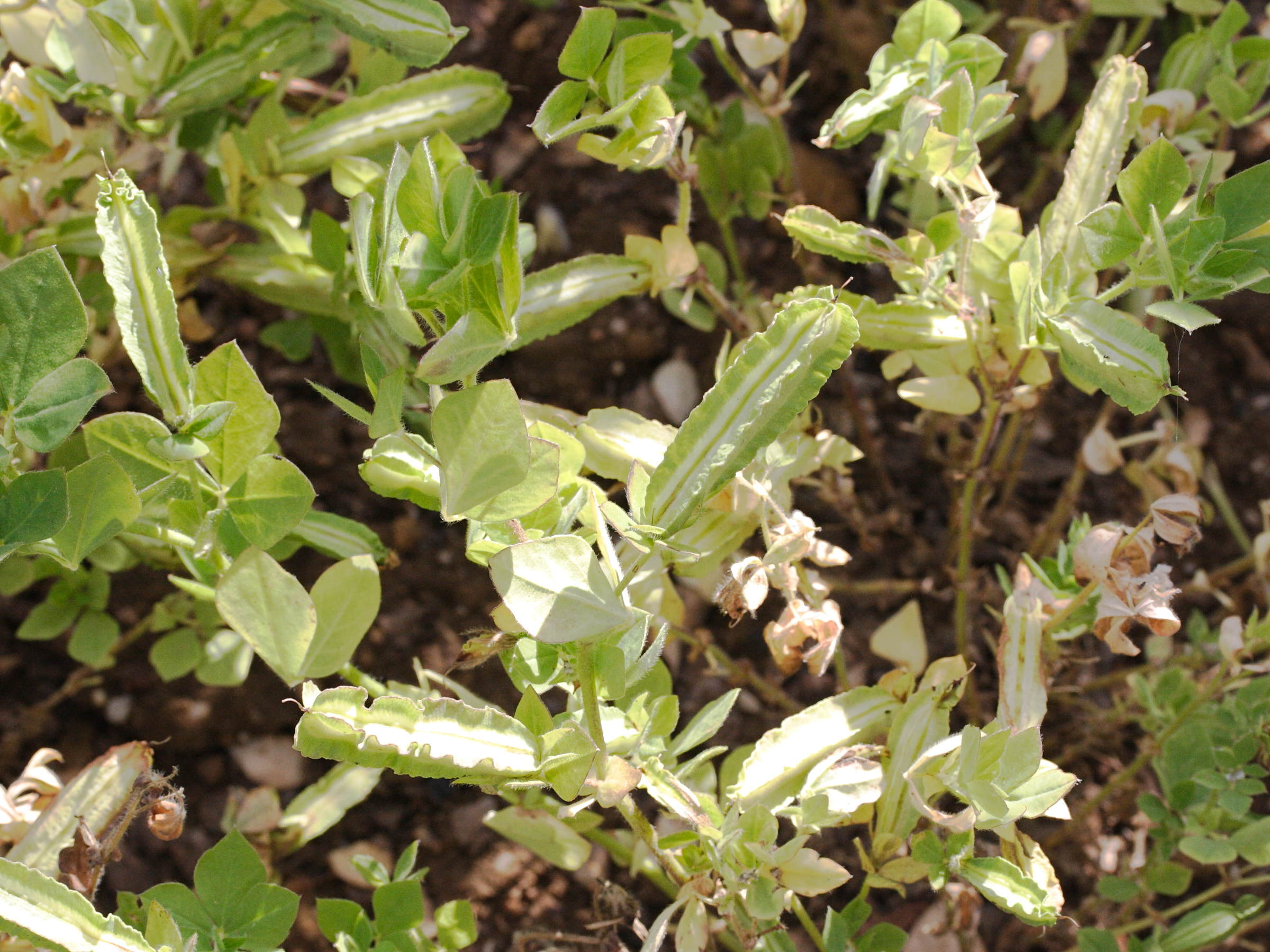 lotus_tetragonolobus1md