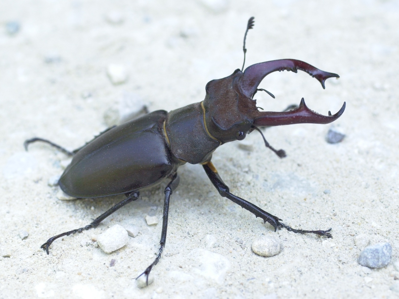 lucanus_cervus2bd