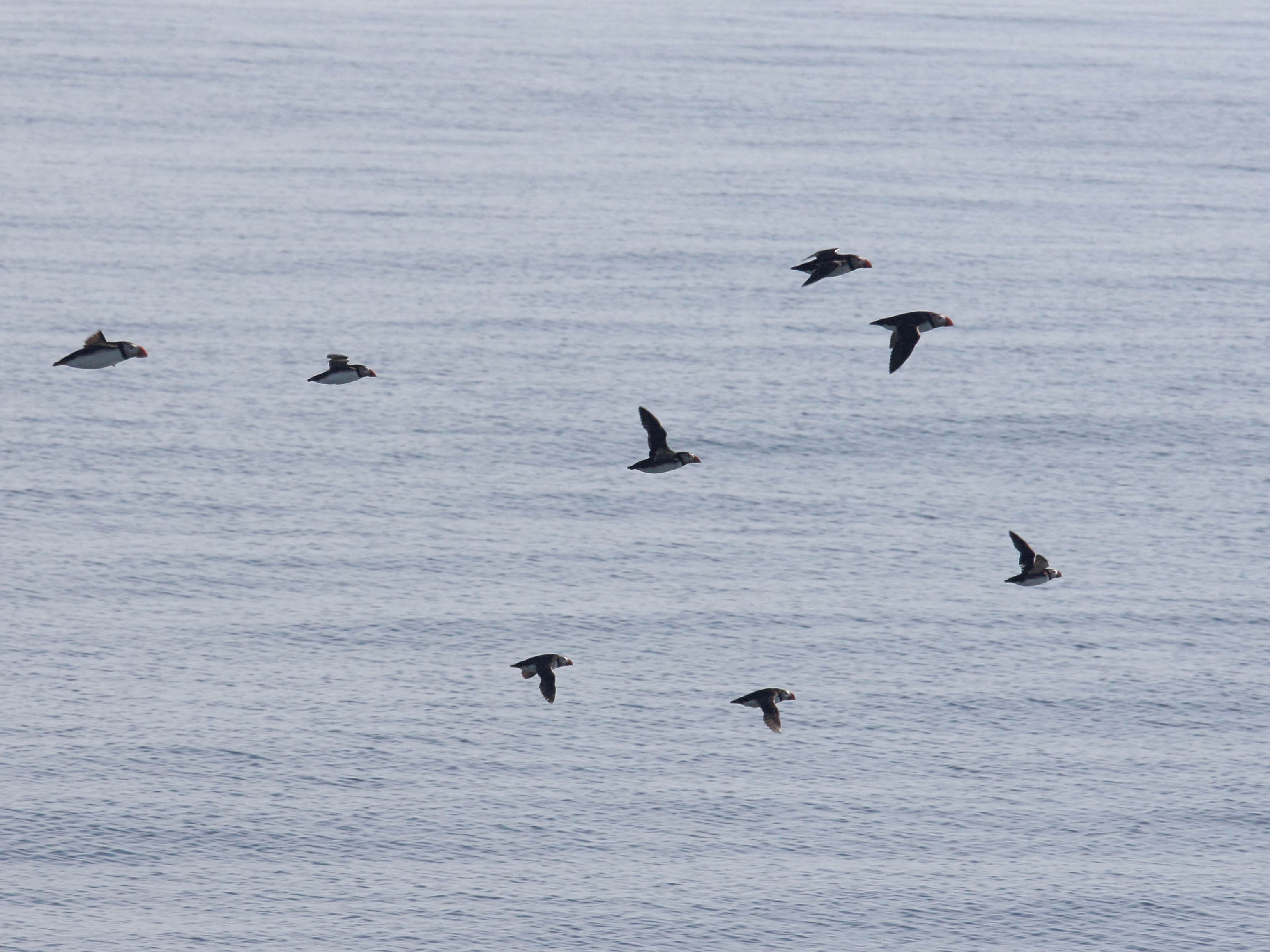 macareux_moine_-_fratercula_arctica2sd