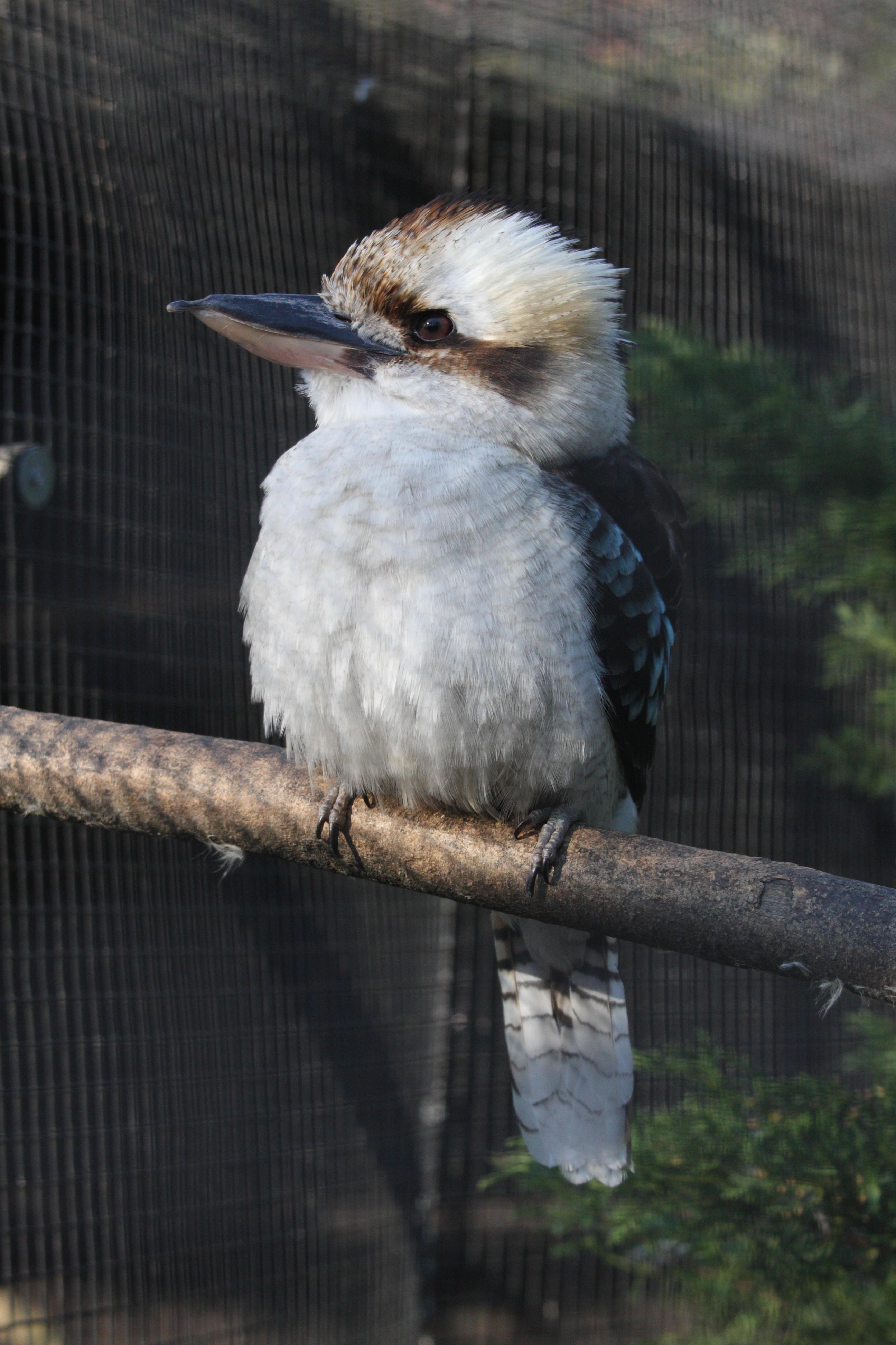 martin_chasseur_geant_-_dacelo_novaeguineae2md