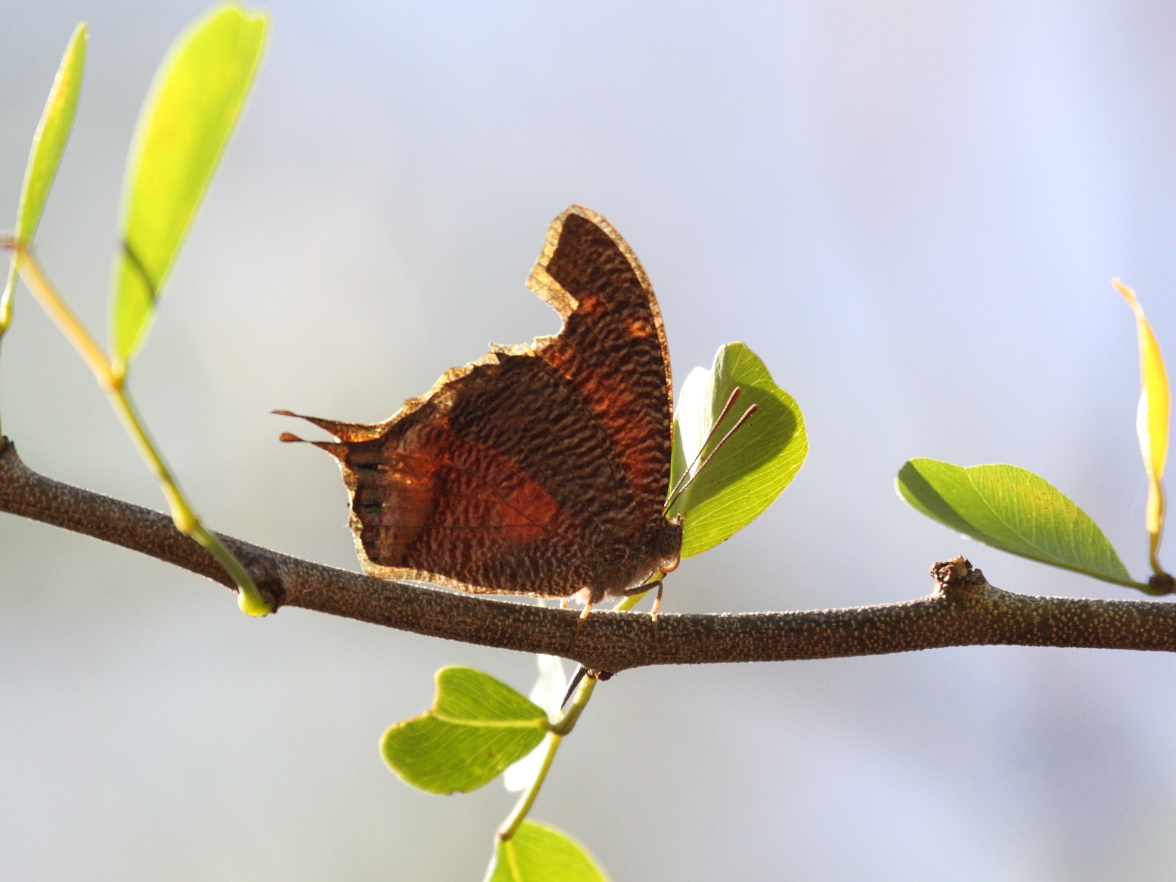 memphis_dominicana1bd