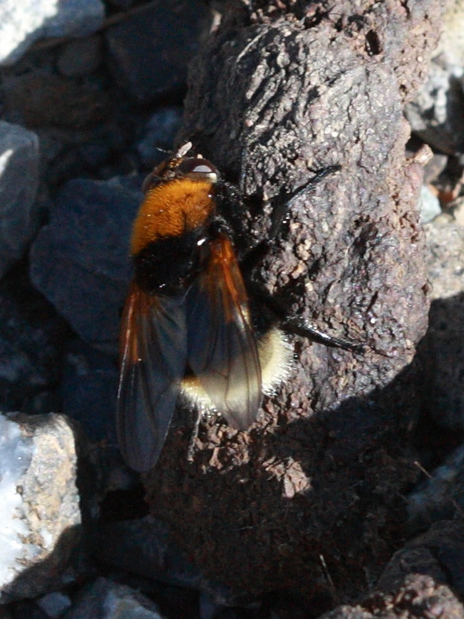 mesembrina_mystacea3bd