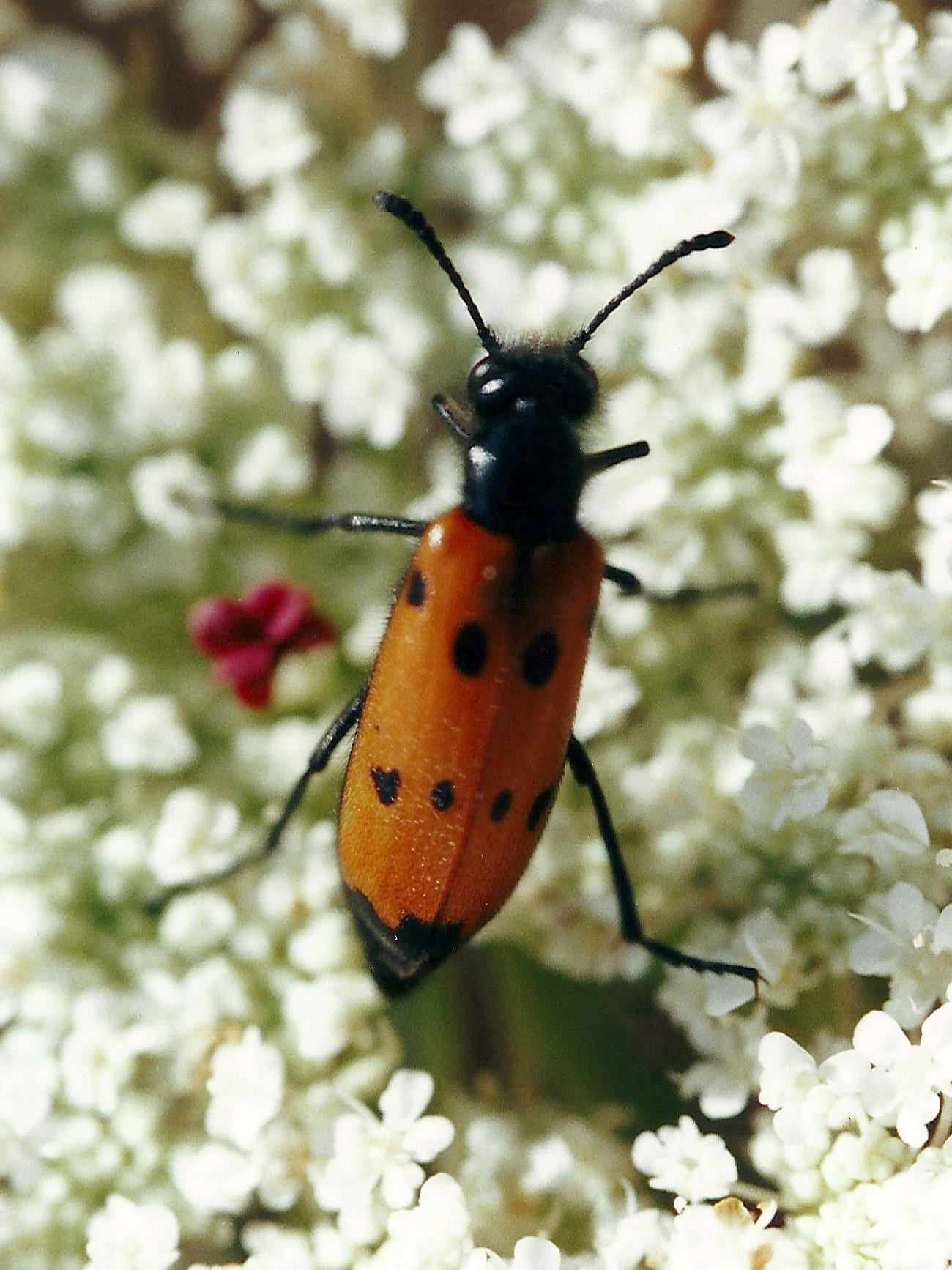 mylabris_quadripunctata1amd
