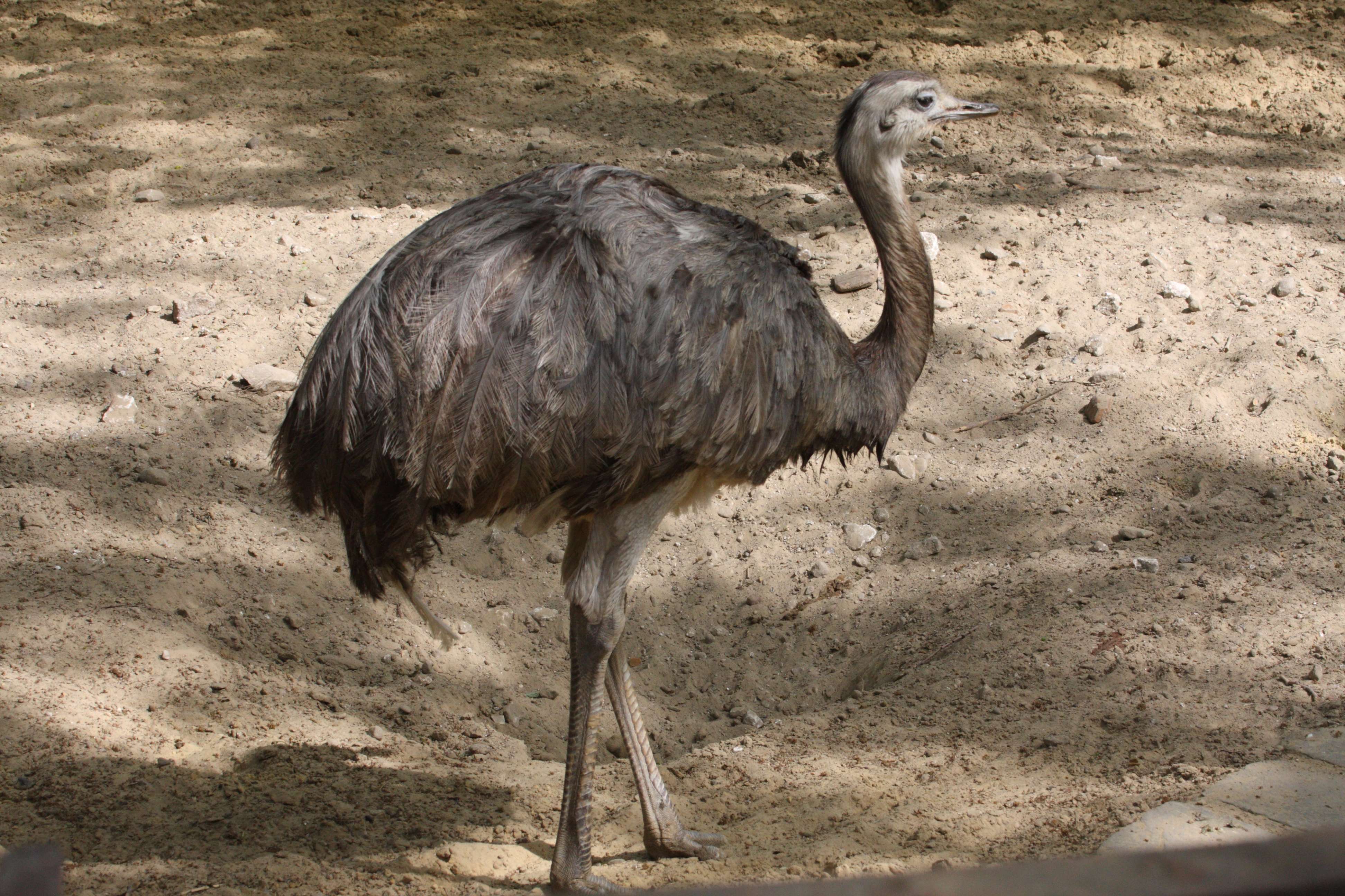 nandou_gris_-_rhea_americana4md